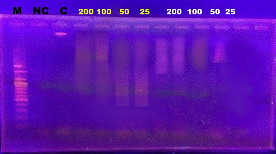 Agarose gel electrophoresis of the DNA extracted from human lymphocytes after being treated with different concentrations of standard gliotoxin and purified gliotoxin showing degradation of lymphocyte DNA when compared with control. M: marker, Nc: negative control, C: control, Yellow No.: concentrations of purified gliotoxin, White No.: concentrations of standard gliotoxin.