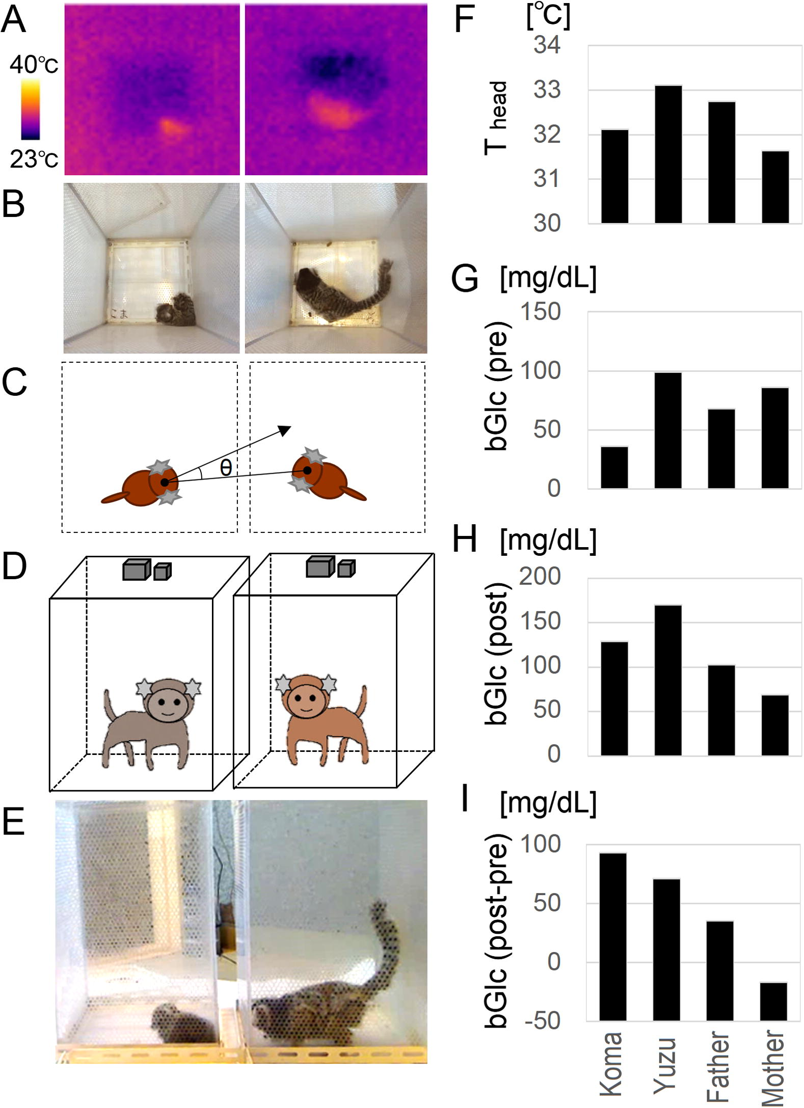 Social behavior test (SBT) among the family. (A) Thermo images acquired by the top simple sensors. (B) Images of web cameras at the top. (C) Definition of social face direction angle, theta. (D) Side views of C. (E) An image of a web camera at the sides. (F) Head surface temperature (Thead) during SBT. (G–I) Blood glucose concentration at one day before SBT (G), immediately after SBT (H) and their subtraction. Note the similar relative pattern of bar graphs between Thead (F) and bGl (post) (H), consistently.