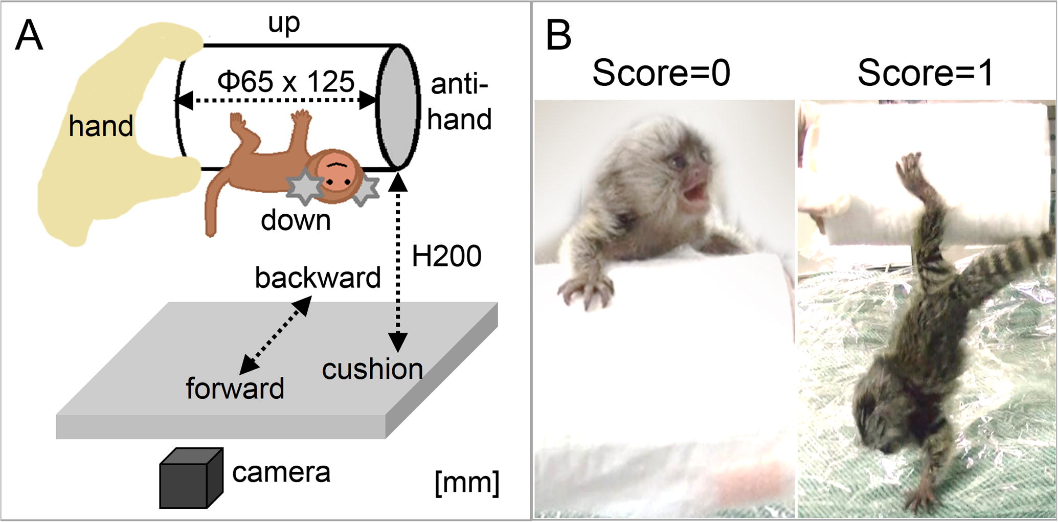 Infant Antigravity Task (IAT). (A) A set of IAT condition. A subject was set as this initial position at the beginning of each session. (B) Each example photo of either zero, “climbing-up (left)” or one, “jumping-down (right)”. Another case, staying on a cylinder within two-minute duration, was scored one.