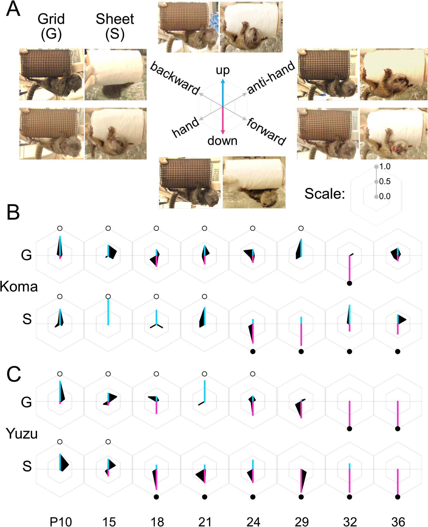 Age-dependent pattern shifts of face direction frequencies and the following behaviors, climbing-up, jumping-down or stay. (A) Each subject’s face preference was defined each of six directions (A, see also Fig. 3A,) in Infant Antigravity Task (IAT) with the Grid-cylinder (G) or Sheet-cylinder (S). (B and C) The hexagonal diagrams of Koma (B) and Yuzu (C) visualize their face preference pattern changes from postnatal day 10–36. An open circle at “up” in each diagram indicates a ‘climbing-up’ behavior, scored zero. A filled circle at “down” indicates ‘jumping-down’ to the cushion, scored one. No circle indicates ‘stay’ during a two-minute session, scored also one. Blue and pink lines in each graph emphasize face directions of “up” and “down”, respectively.