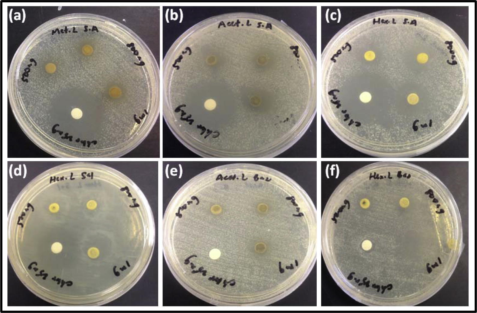 Anti-bacterial activity of Borreria laevicaulis by the disc diffusion assay. Zone of inhibition displayed on Staphylococcus aureus by (a) methanolic extracts (b) acetone extracts and (c) hexane extracts. Zone of inhibition displayed by (d) hexane extracts on Salmonella typhimurium (e) acetone extracts on Bacillus subtilis and (f) hexane extracts on Bacillus subtilis.