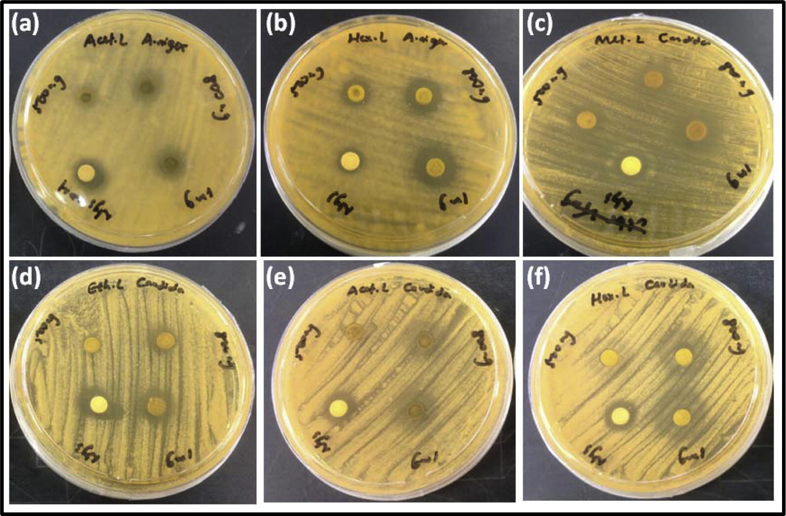 Anti-fungal activity of Borreria laevicaulis by the disc diffusion assay. Zone of inhibition displayed by (a) acetone extract (b) hexane extract on Aspergillus niger. Zone of inhibition displayed by (c) methanolic extracts (d) ethanolic extracts (e) acetone extract and (f) hexane extract on Candida albicans.