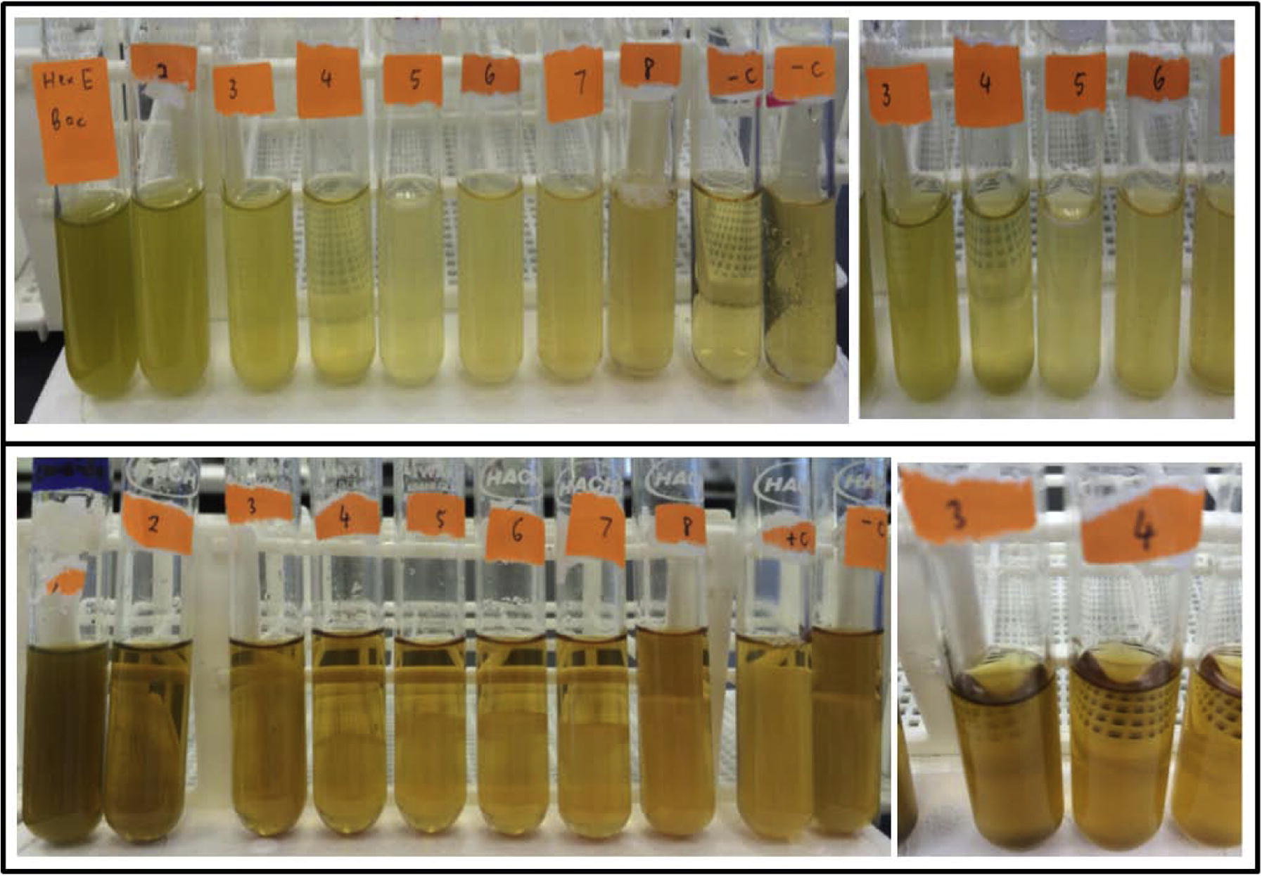 Minimum inhibitory concentration by hexane extracts of the Borreria sps. Top panel represents MIC displayed by B. exilis. Tube 4 showing the end point of clear solution and observed with turbid tube 5 onward against B. subtilisin Mueller Hinton Broth. Bottom panel represents MIC displayed by B. laevicaulis. Tube 3 showing the end point of a clear solution and observed with growing fungus in tube 5 onward against C. albicans in Sabouraud Broth.