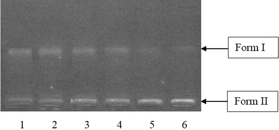 DNA cleavage activity of aqueous A. carambola fruit extract, Lane. 1: DNA (control), Lane 2: DNA + 5 μl extract, Lane 3: DNA + 10 μl extract, Lane 4: DNA + 15 μl extract, Lane 5: DNA + 20 μl extract, Lane 6: DNA + 25 μl extract.