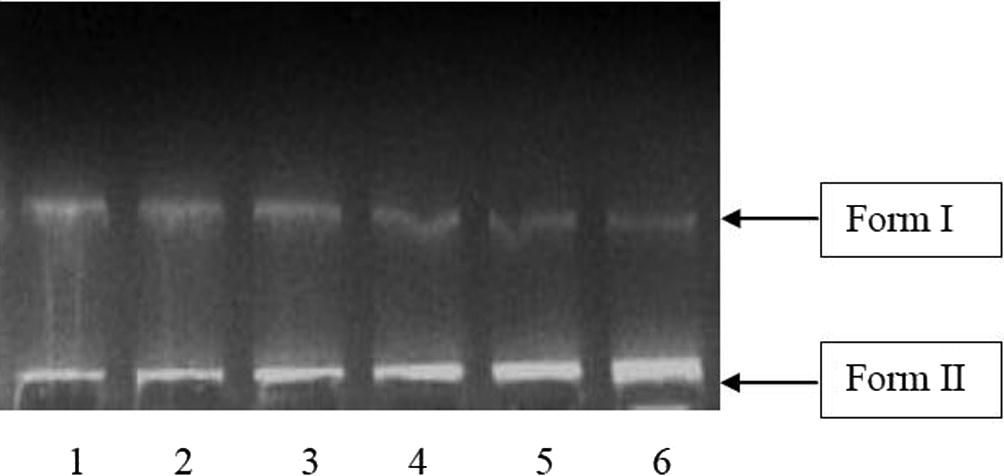 DNA cleavage activity of ethanolic A. carambola fruit extract, Lane. 1: DNA (control), Lane 2: DNA + 5 μl extract, Lane 3: DNA + 10 μl extract, Lane 4: DNA + 15 μl extract, Lane 5: DNA + 20 μl extract, Lane 6: DNA + 25 μl extract.