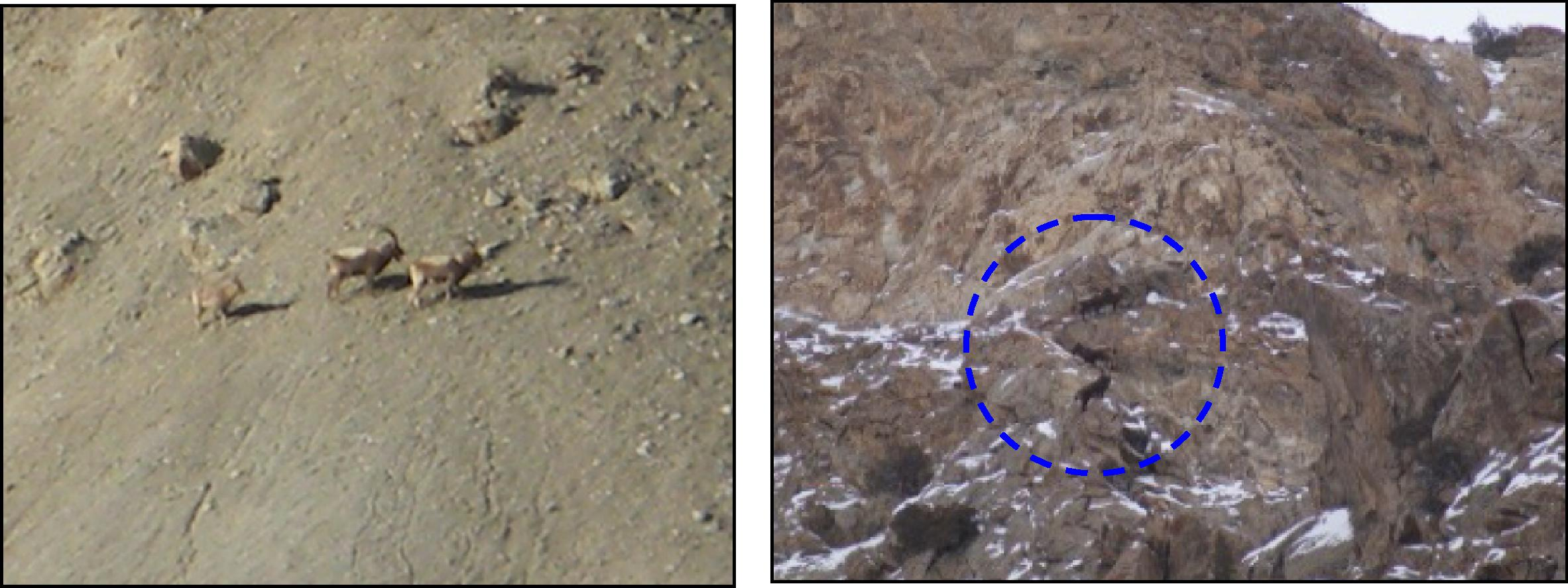 Himalayan ibex herd (left) in alpine meadows and ibex in escape terrain (right) in national park.