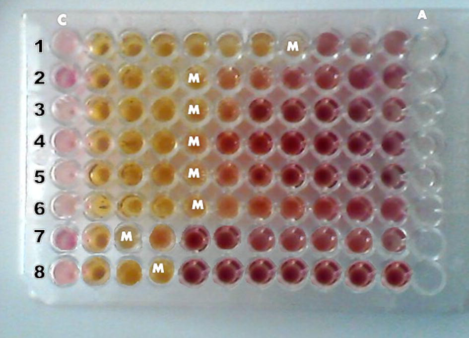 Determination of minimum inhibitory concentrations (MICs), in a 96-well microtiter plate, of 44.44 mg/ml of methanol leaf extract of P. granatum against 8 MDR UTI causing pathogenic bacteria (1 = S. aureus, 2 = E. faecalis, 3 = A. baumannii, 4 = E. aerogenes, 5 = K. pneumoniae, 6 = K. oxytoca, 7 = P. mirabilis, 8 = P. vulgaris). M = MIC at numbers that signifies the lowest concentration of leaf extract. C = control without plant leaf extract; A = Gentamicin (30 μg/ml) as control without any plant leaf extract.