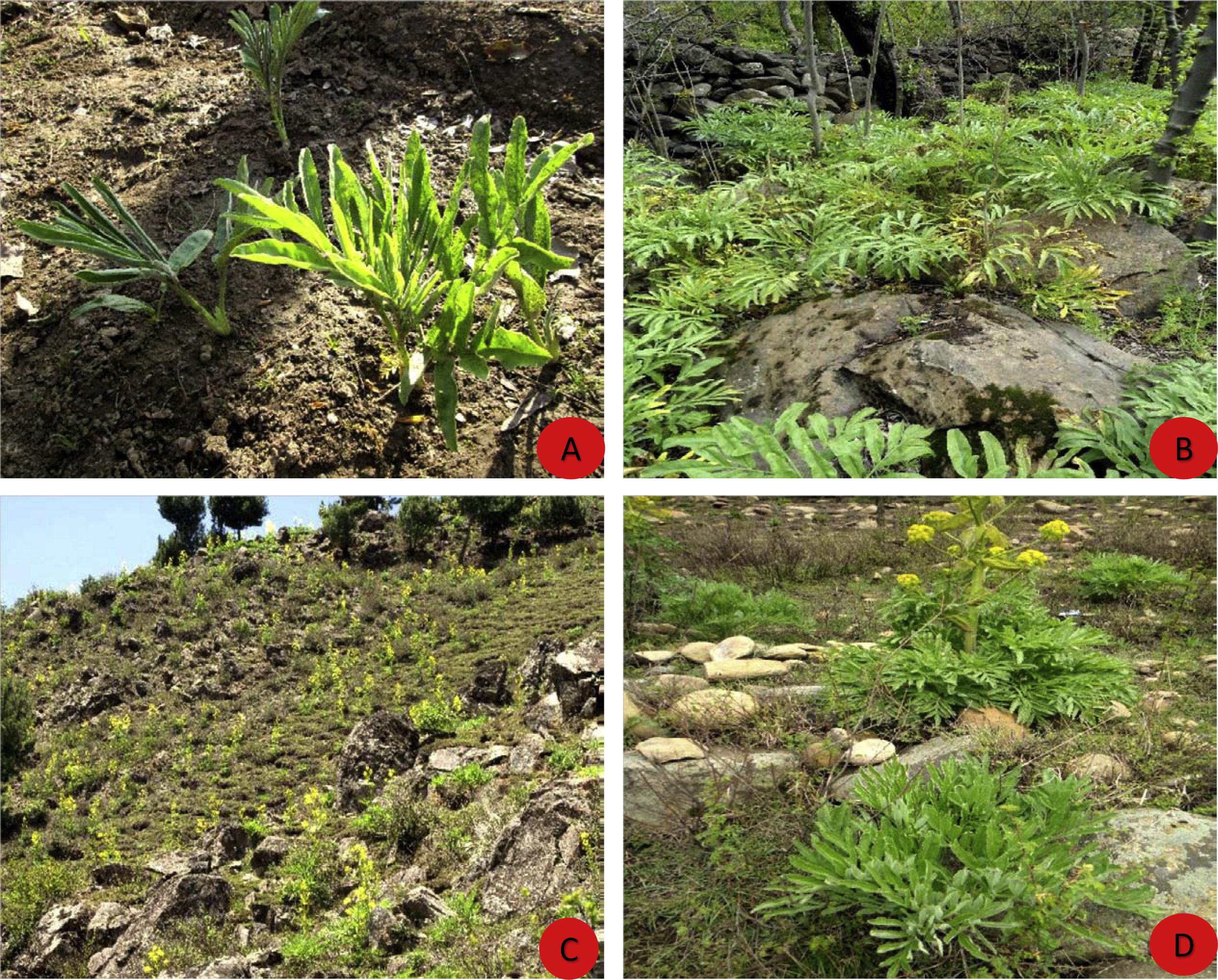 Different types of habitats of Ferula jaeschkeana in Kashmir Valley. (A) Open plains; (B) shady slope; (C) mountainous slope; (D) open slopes with loose textured soils.