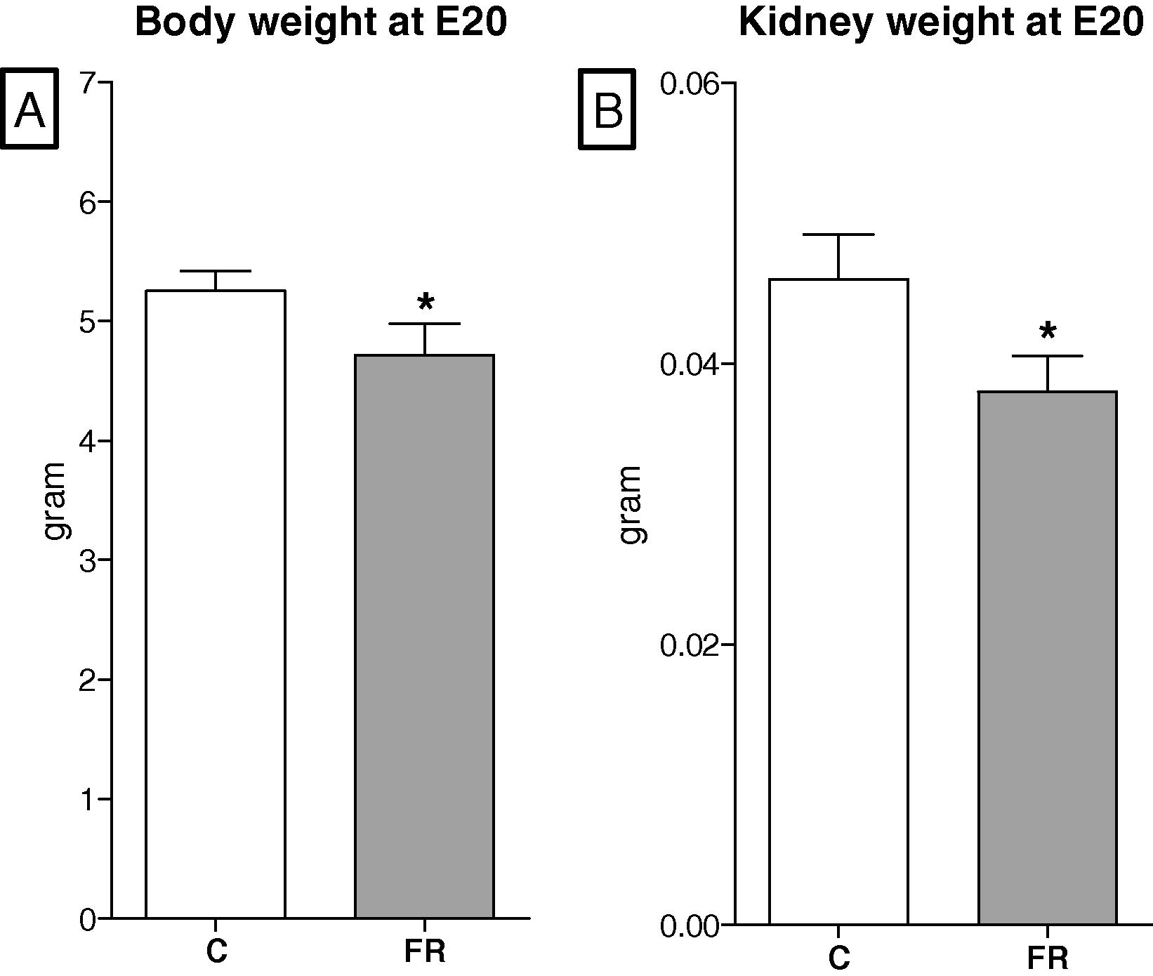 Effects of maternal food restriction on body weight (A) and kidney weight (B) at embryonic day 20. Both parameters were significantly decreased in FR fetuses (n = 8) compared to controls (n = 8).