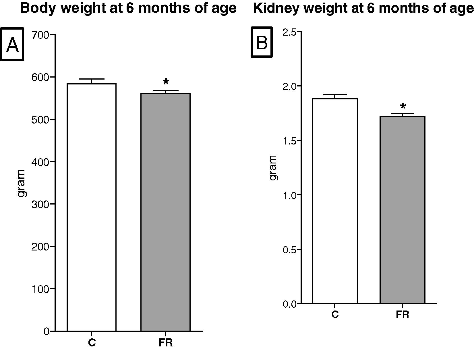 Long term effects of maternal food restriction on body weight (A) and kidney weight (B) at 6-months of age. Both parameters were smaller in the FR (n = 8) than the control offspring (n = 8).