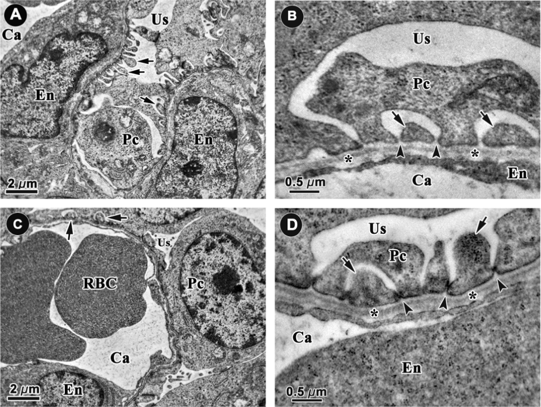 Representative electron microscope micrographs of glomerular capillaries in control (A, 6000×; B, 40,000×) and food restricted fetal kidneys (C, 6000×; D 40,000×) at embryonic day 20 (n = 8 per group). The capillaries (Ca) are lined by endothelial cells (En) which had no fenestrae (pores) at this stage in both groups. The podocyte foot processes (arrows) are present at this stage and slits (arrow heads) between them are open in control animals (A and B). The podocyte foot processes were hardly found and some of the slits were not fully open in the FR group. *: glomerular basement membrane. Pc: podocytes, RBC: red blood cell, Us: urinary space.