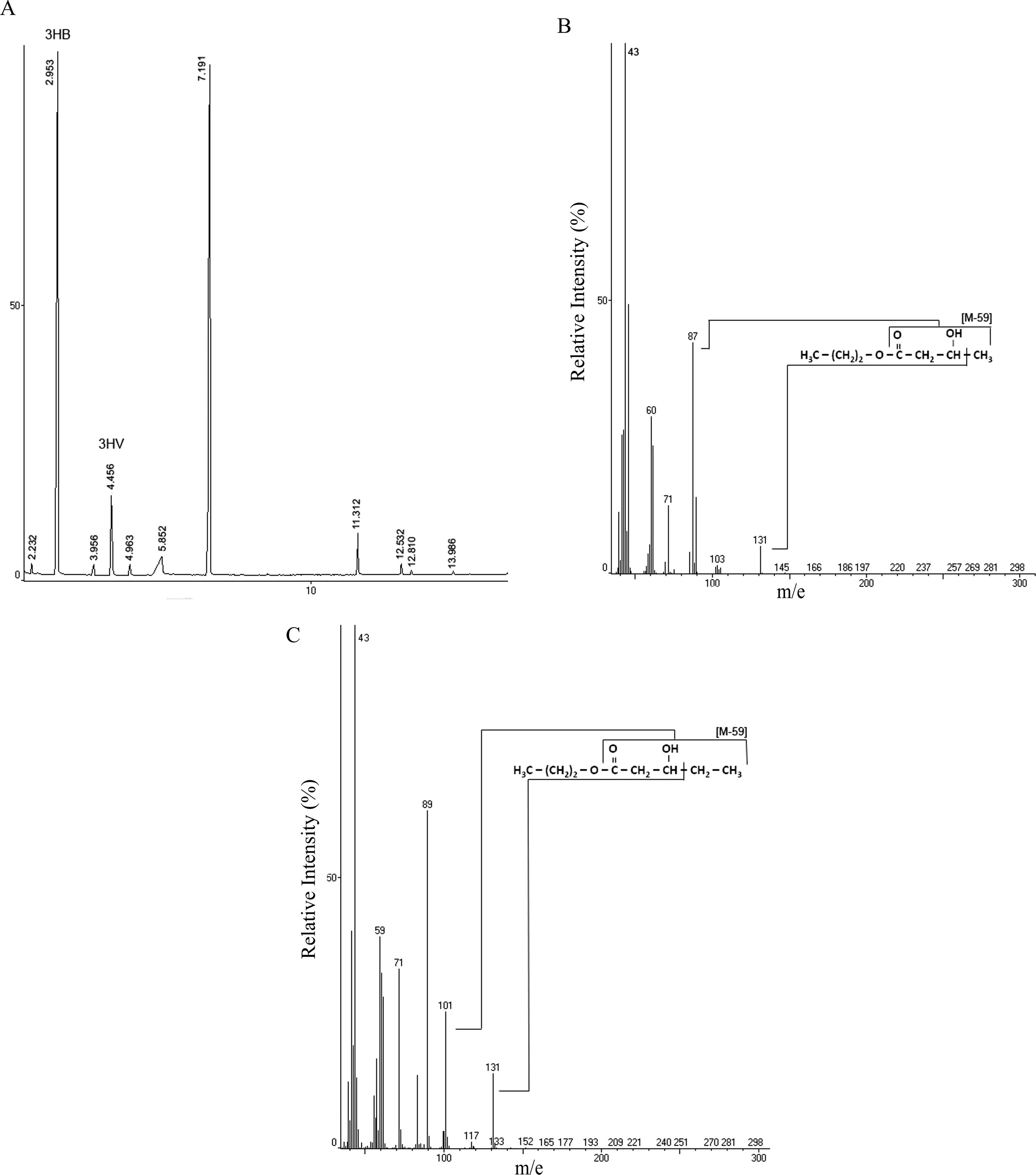 (A) Gas chromatographic analysis of extracted P(3HB-co-3HV) produced by Pandoraea sp. MA03. Peaks at retention time 2.95 and 4.46 min were identified as 3HB and 3HV, respectively. Mass spectra of electron ionized propyl-esters of 3-hydroxyalkanoates: 3HB (B) and 3HV (C).