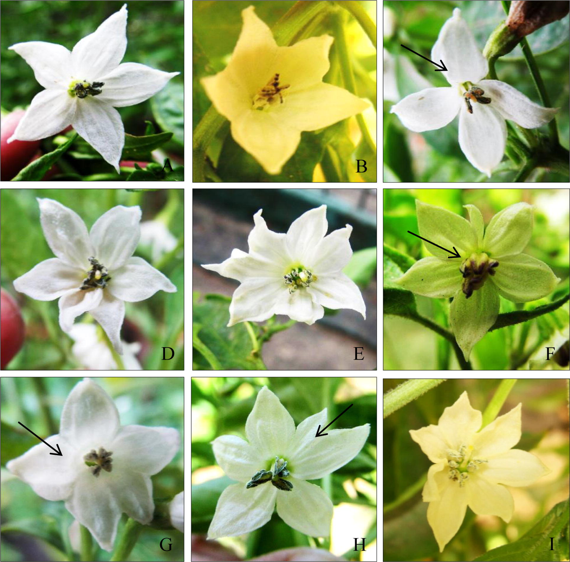 Different flower mutants induced by Caffeine (A) Control (B) fused 5 petals (C) tetramerous (D) hexamerous with change aestivation (E) heptamerous (F) hexamerous with yellow and purple anthers (G) 5 fused petals with small anthers (H) deshaped hexamerous with 5 long blue anthers (I) off white heptamerous flower.