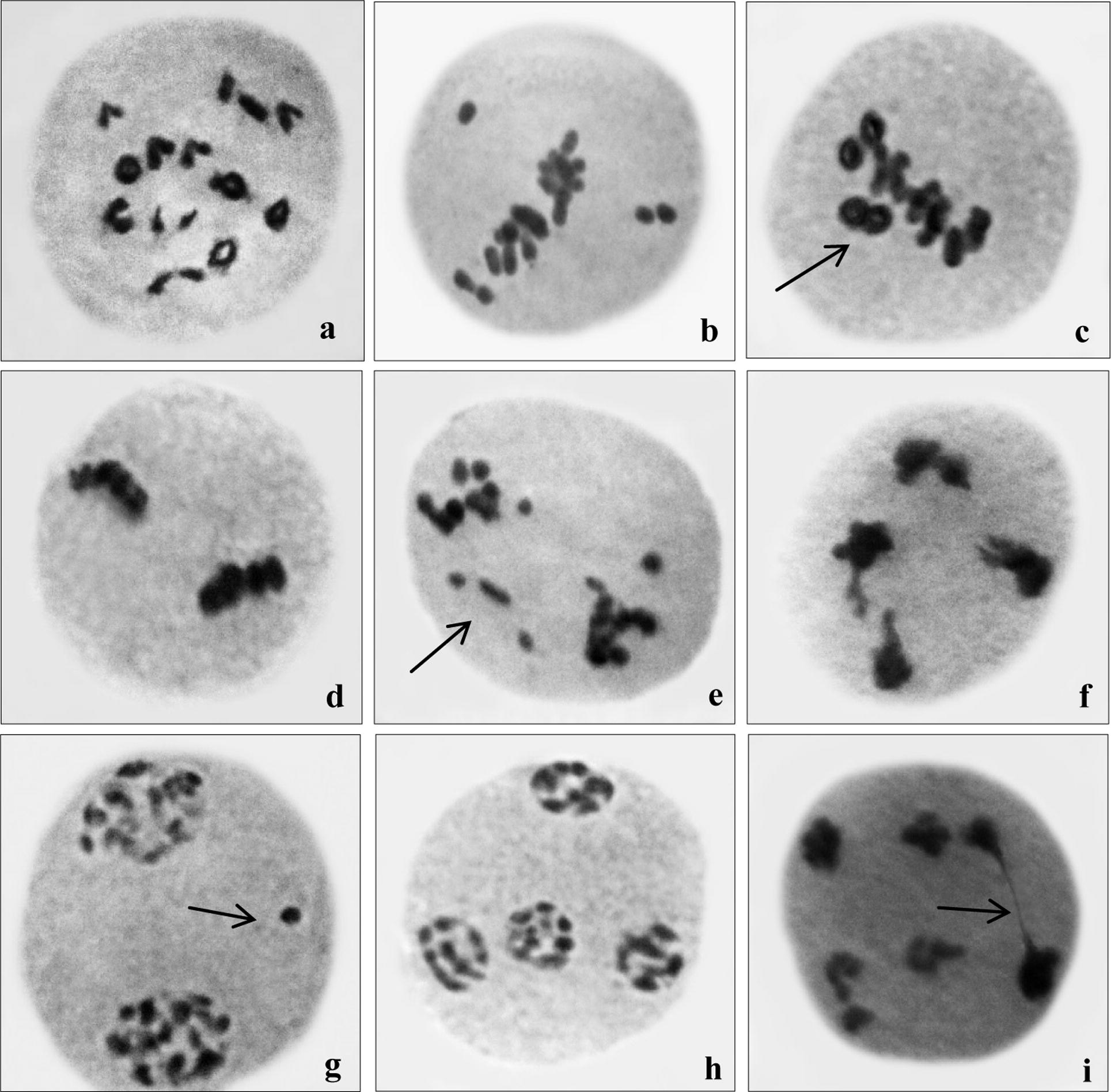 Chromosomal aberrations in mutant plant (a) diakinesis (b) precocious separation at meta I (c) two ring stray bivalent at meta I (d) sticky meta II (e) laggards at ana. I (f) sticky broken bridge at ana II (g) laggard at telo I (h) disturb polarity at telo. II (i) bridge and 6 nucleate condition at telo II. (magnification 100×, cropped).