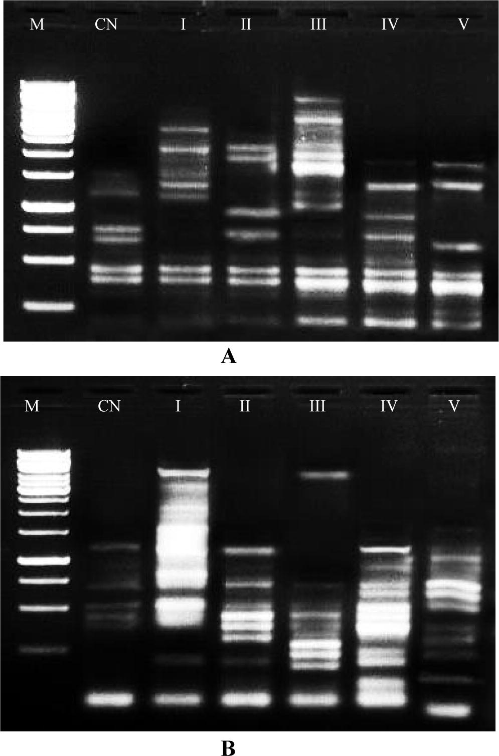 DNA Band Profile of five different flower mutants in Capsicum annuum L. using RAPD with primer OPB-03, with primer OPD-02. *(M-marker, CN-control, I-tetramerous, II-fused pentamerous, III-hexamerous, IV-heptamerous, V-anther colour change).