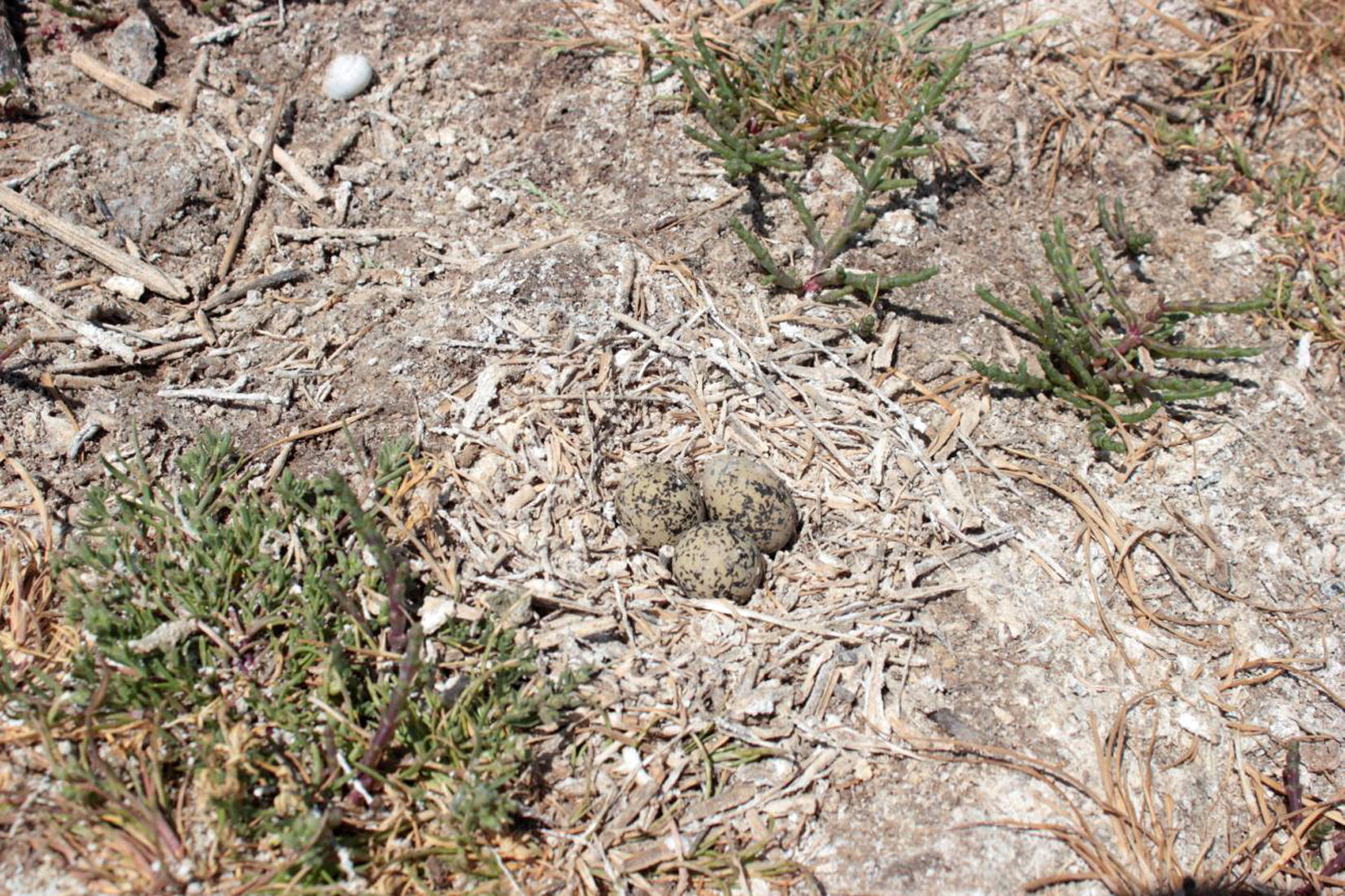 Nest of the Kentish plover with three eggs.