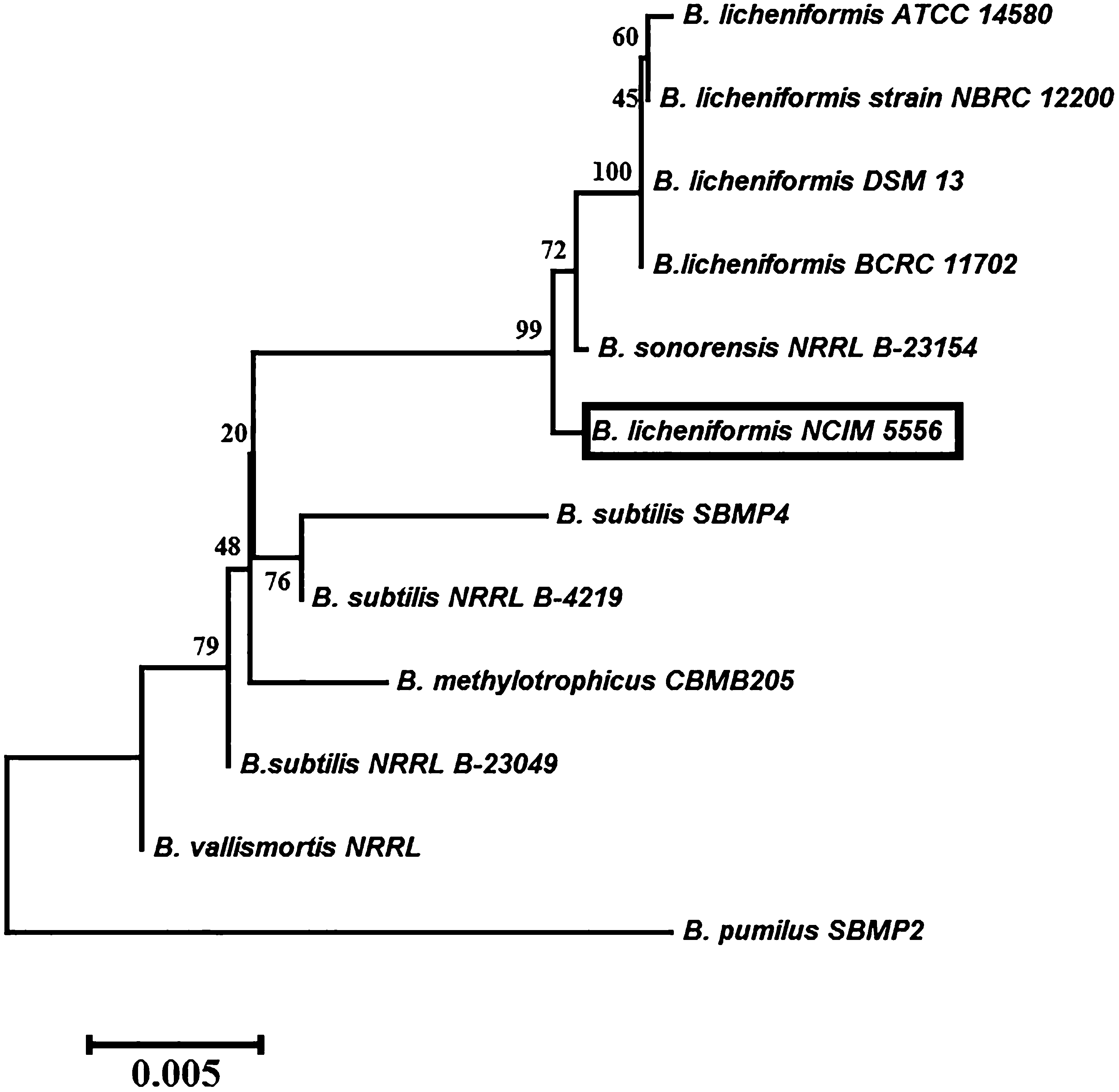 Phylogenetic tree constructed using the neighbor-joining method based on the 16S rDNA sequence of Bacillus licheniformis NCIM 5556 and the sequences of representative strains from GenBank. Bootstrap values (n = 1000 replicates) are reported as percentages. The scale bar indicates the number of changes per nucleotide position.