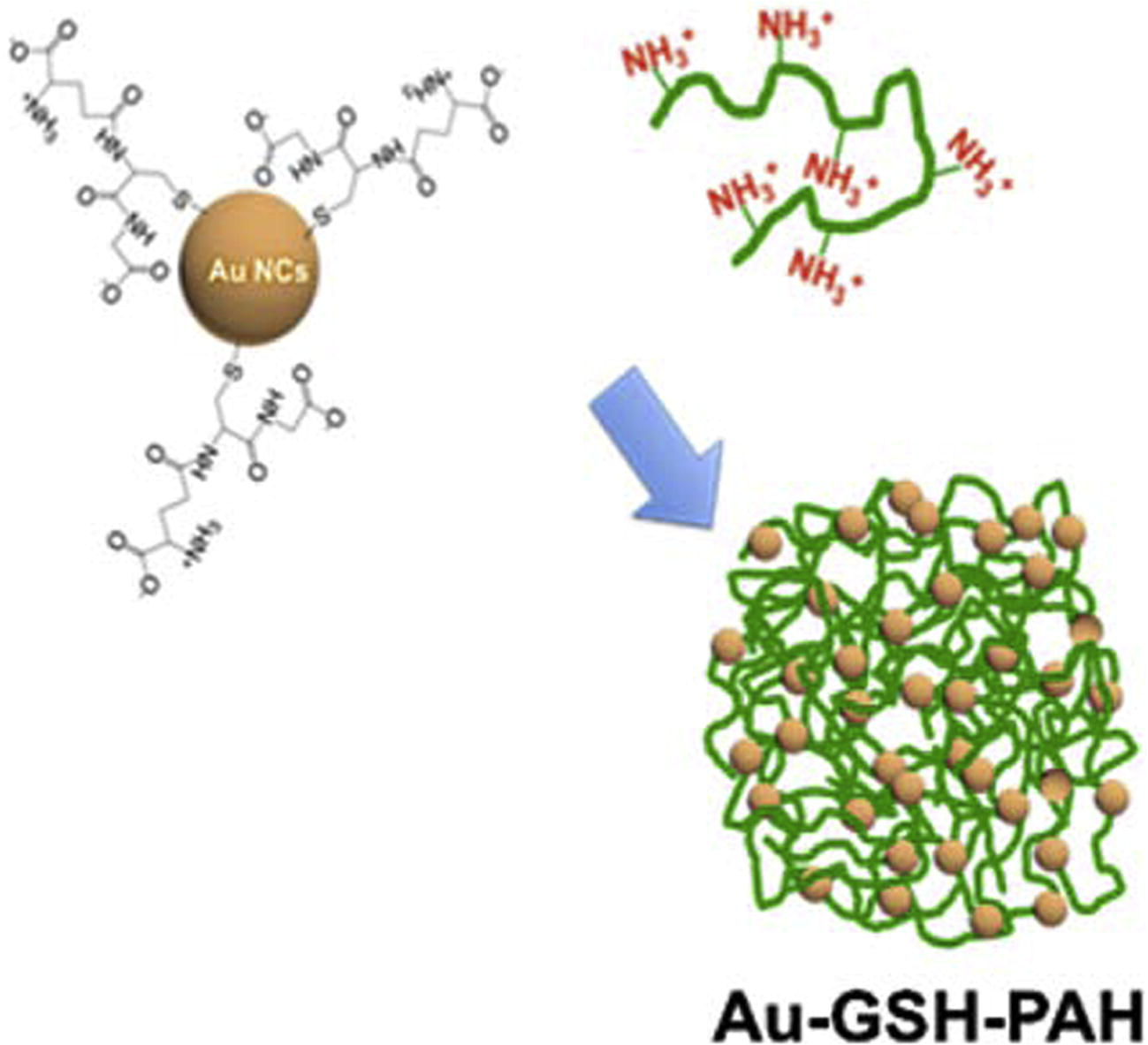 Scheme of the synthesis of self-assembled AuNCs stabilized with GSH, using a cationic polymer (PAH). Adapted from the paper of Yahia-Ammar et al. (2016), with permission. Copyright (2016) American Chemical Society.