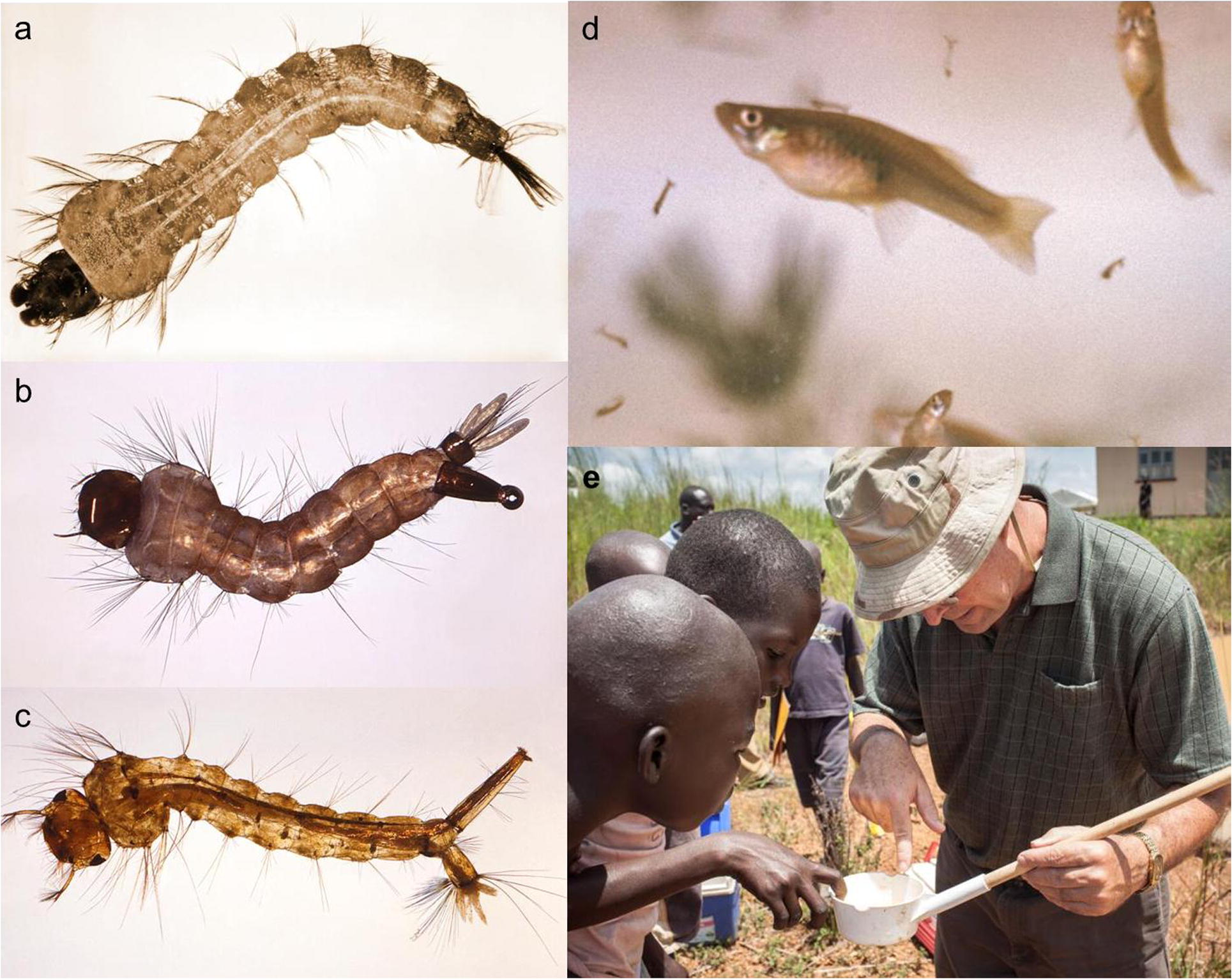 Mosquito young instars as usually targeted with synthetic and microbial pesticides, this often leads to the rapid development of resistance and environmental concerns. Here the larvae of three important mosquito species: the malaria vector Anopheles stephensi (a), the West Nile vector Aedes triseriatus (b), and the filaraisis vector Culex quinquefasciatus (c). Among biological control agents, in the past a prominent role has been played by the mosquitofish Gambusia affinis (d), which has been lately recognized as an important predator also for young instars of endangered endemic amphibians and fishes. Lastly, the process of teaching to local people how to recognize mosquito larvae is crucial for the success of any mosquito-borne disease control program (d): here Dr. D. Hoel, Ph.D., U.S. Navy is teaching children how to recognize mosquito larvae in Northern Uganda (photo courtesy of Centers for Disease Control and Prevention – PHIL).