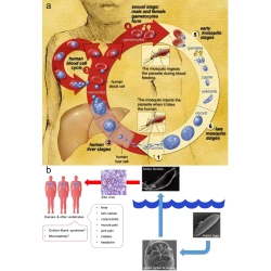 Article figure