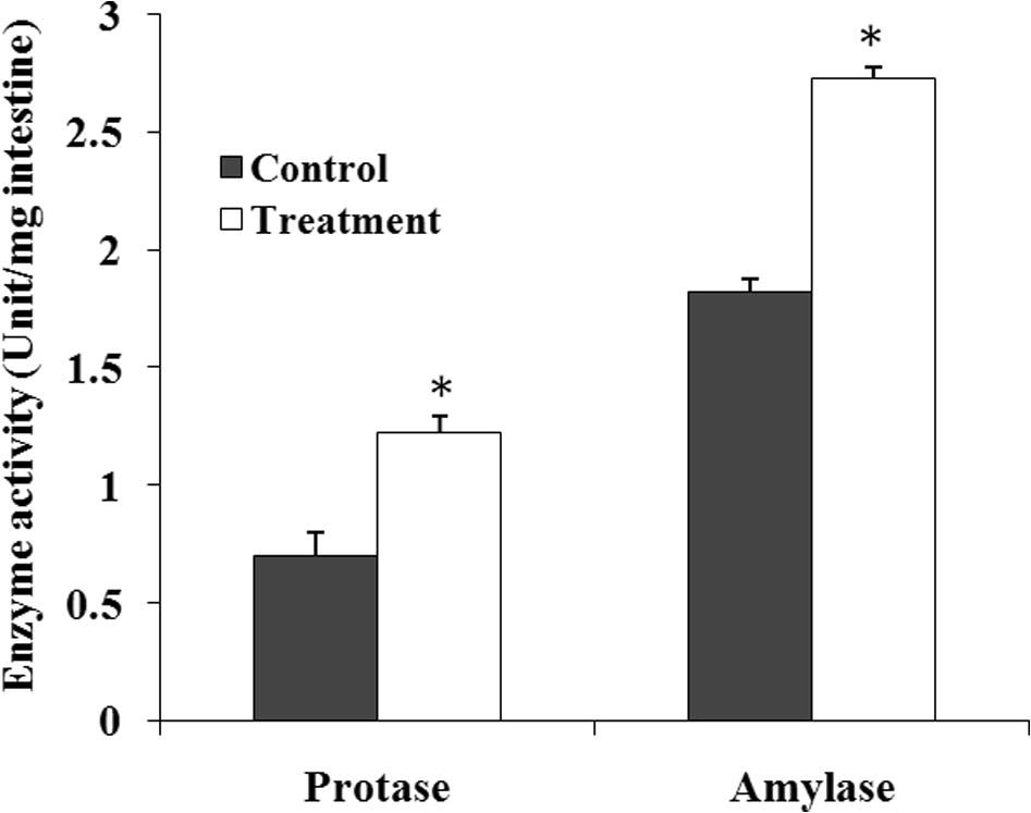 Specific enzyme activity (amylase and protease) in digestive tract of M. rosenbergii reared with and without C. butyricum probiotic added to feed. Each value is mean ± standard deviation of three individual observations. The significance of differences was calculated by a t-test. *p < 0.05 compared with control.