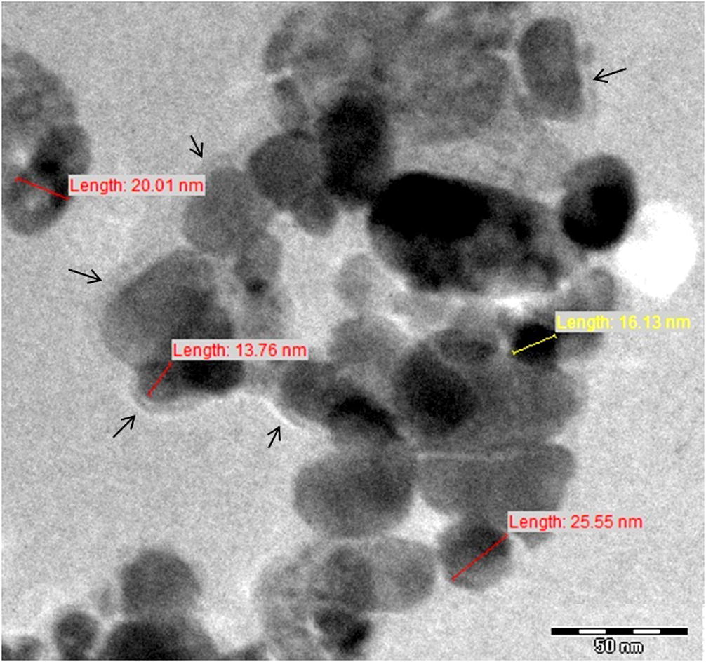 TEM images of ZnO NPs.