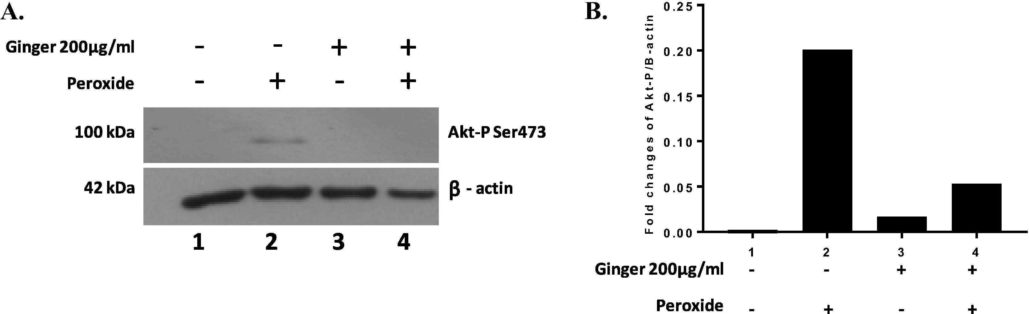 Akt phosphorylation at Ser473 in HT1080 cells treated with hydrogen peroxide and ginger extract, normalized to Beta Actin as a loading control. (A) Representative image of Western blot. (B) Densitometric analysis.