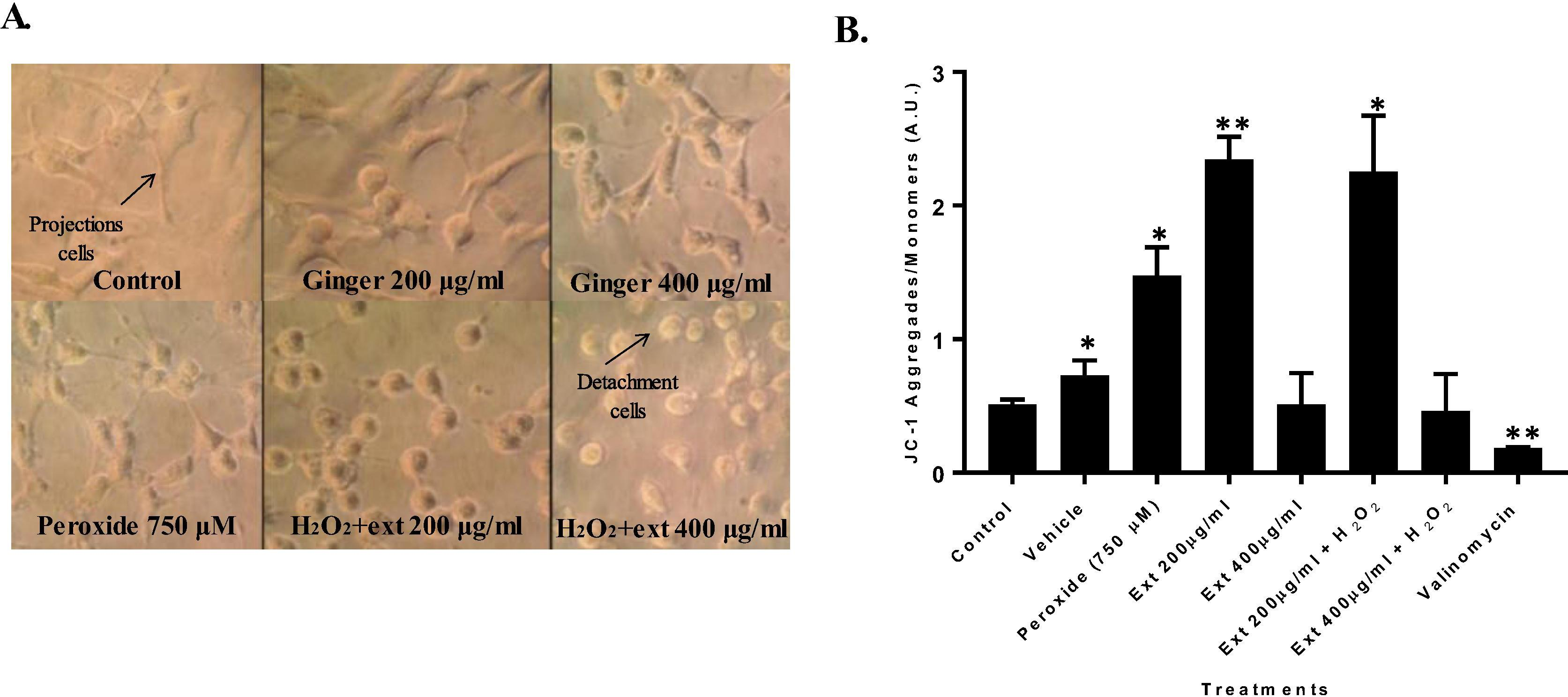 (A). HT1080 cell line morphological changes treated with peroxide and ginger extract. (B) Mean fluorescence intensity of HT1080 cell line treated with peroxide and ginger extract to evaluate mitochondrial membrane potential through flow cytometry with JC-1. (*p = 0.05, **p = 0.01).