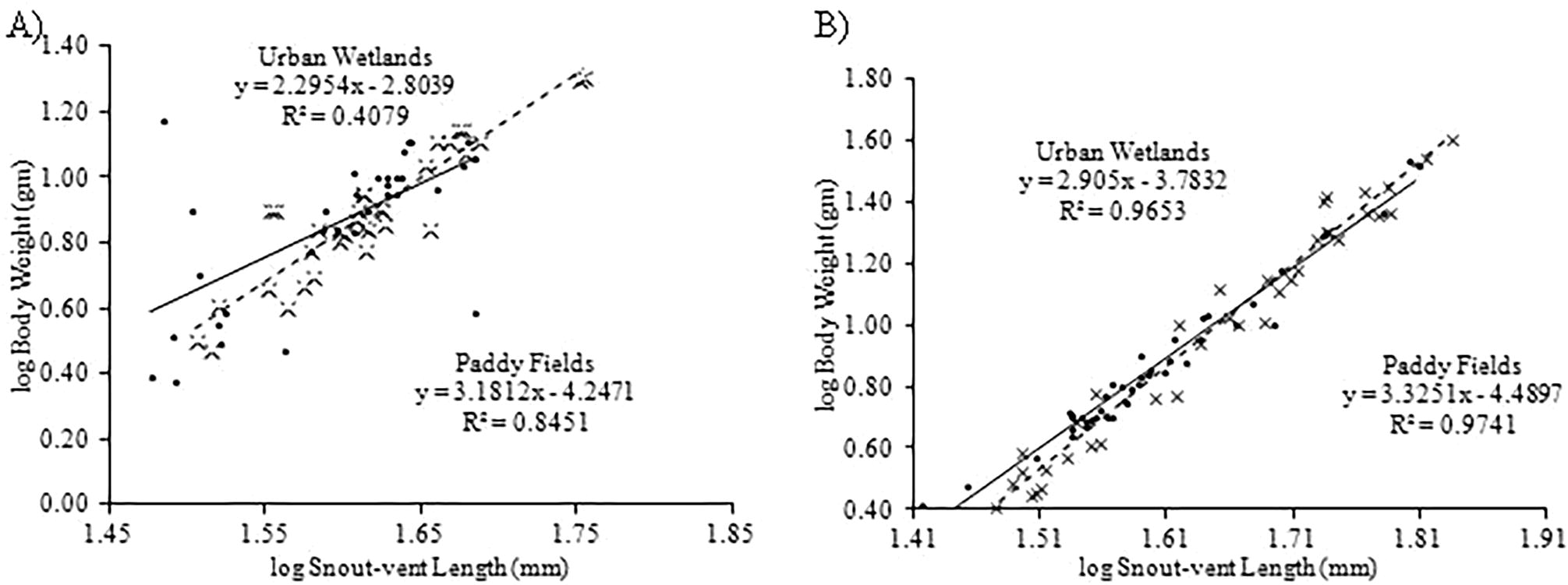 Regression analysis showing relationship between body weight and snout-vent length of females (A) and males (B) of Common Skittering Frog (Euphlyctis cyanophlyctis) collected from paddy fields (dotted line) and urban wetlands (bold line).