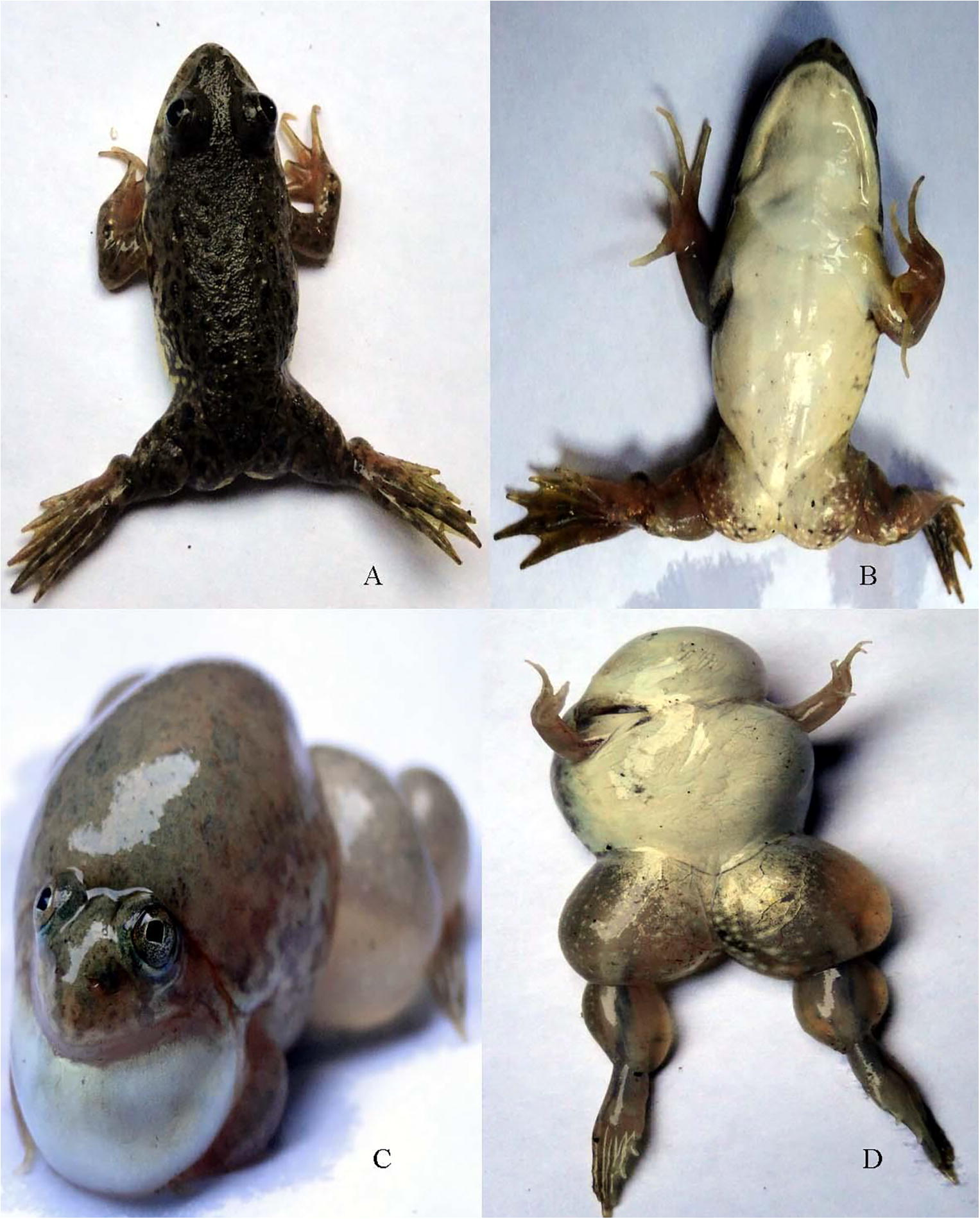 Specimens of Common Skittering Frog (Euphlyctis cyanophlyctis) showing limb deformity (A, B) and gas bubble disease (C, D).