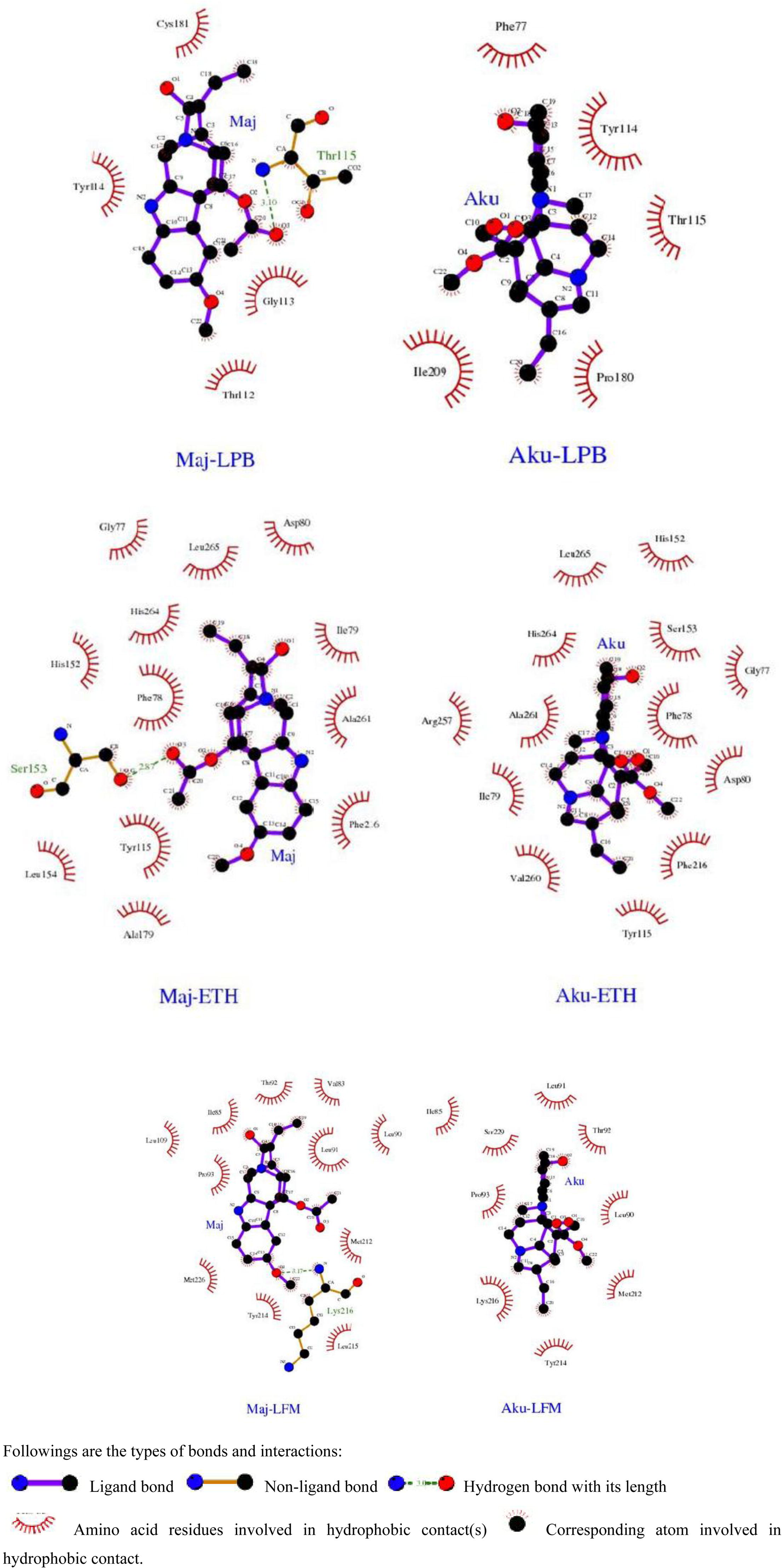 LigPlot diagrams of 1LPB, 3LFM and 1ETH catalytic domains with their respective inhibitors (majoridine and akuammine). The atoms of the protein and lipase inhibitors involved in the interaction are shown as colored spheres: carbon in black, oxygen in red and nitrogen in blue. Intermolecular hydrogen bonds are shown as green dashed lines with their respective bond distances in angstrom units. The lipase inhibitors are depicted with their chemical structure and labelled as Maj for Majoridine and Aku for Akuammine. These images were generated using LigPlot+ (version v.1.4.5).