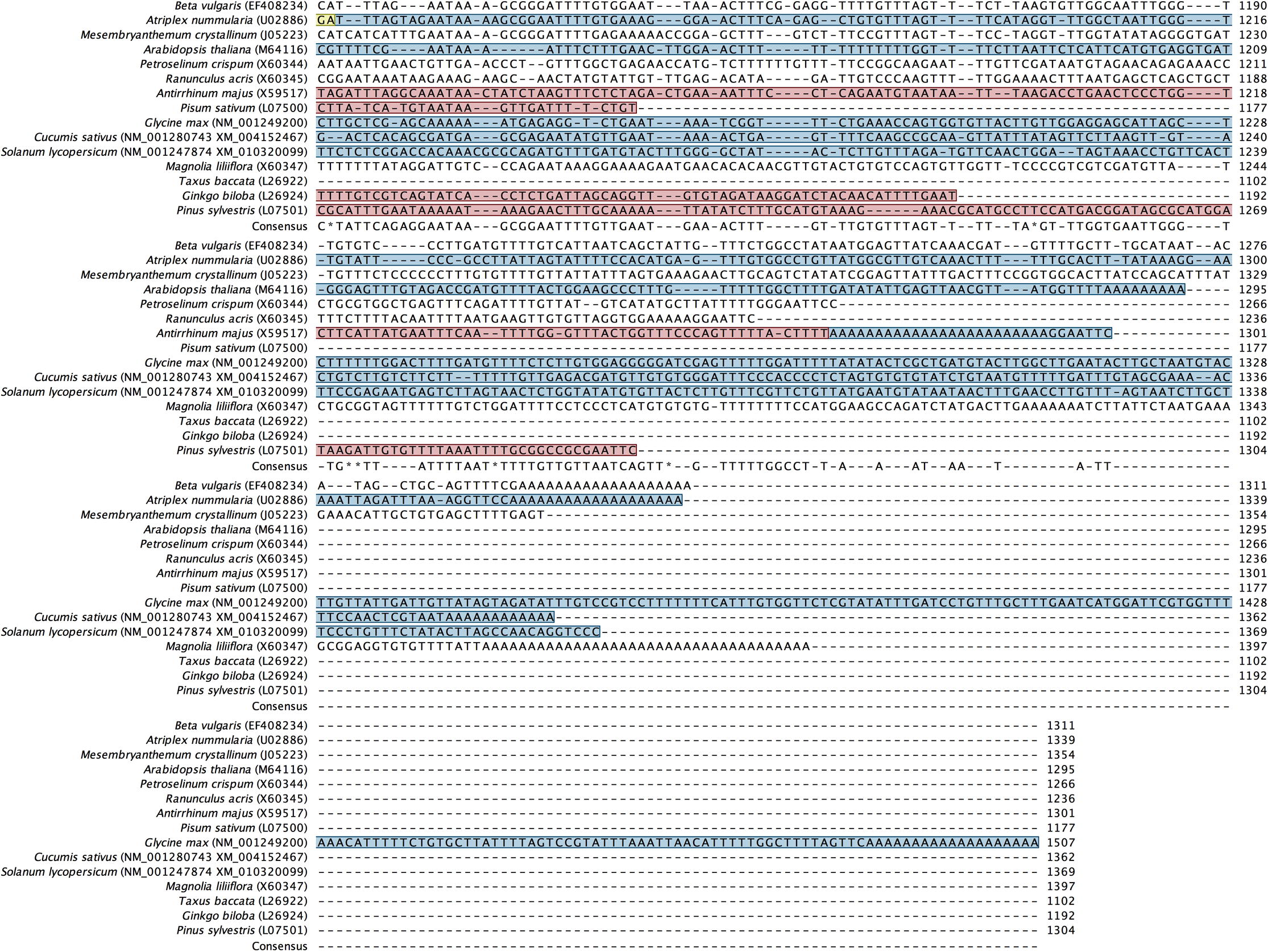 Alignment of back-translated DNA sequences of homologous orthologs GAPDH protein coding regions. Alignments were generated using ClustalW. Gaps have been introduced to permit alignment. Coding sequences are highlighted with light brown color. Blue highlighted sequences indicate the remaining part of each gene, and purple highlighted sequences indicate the 5′ and 3′ end sequences. Species included in the alignment and their accession numbers (between brackets) are shown beside each corresponding sequence.