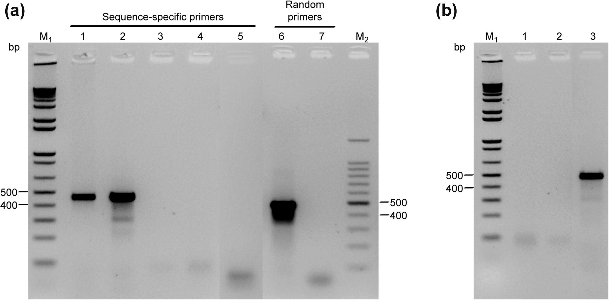 (a), RT-PCR amplification of a partial sequence of the cytosolic GAPDH gene. cDNAs were synthesized from total RNA extracted from leaf-stem tissues and primed with either sequence-specific primer pair S1/S3 or random hexamer primer. Lane 1: positive control B. vulgaris subsp. vulgaris; Lanes 2 and 6: H. salicornicum; Lane 3: no-template control (NTC); Lanes 4 and 7: reverse-transcriptase controls (RTC); Lane 5: total RNA from H. salicornicum pre-treated with RNase A (negative control); (b), End-point PCR amplification control of GAPDH gene from H. salicornicum with primer pair S1/S3. Lane 1: gDNA template extracted from the same source of that used for cDNA template synthesis; Lane 2; NTC; Lane 3: synthesized cDNA from total RNA used as a template (positive control). PCR products were analyzed by electrophoresis in 1.5% agarose gel and visualized by ethidium bromide staining. Each lane was loaded with 5 µl of the PCR reaction. M1: 1 kb DNA ladder (Promega); M2: 100 bp DNA ladder (ThermoFisher Scientific); bp: base pair.