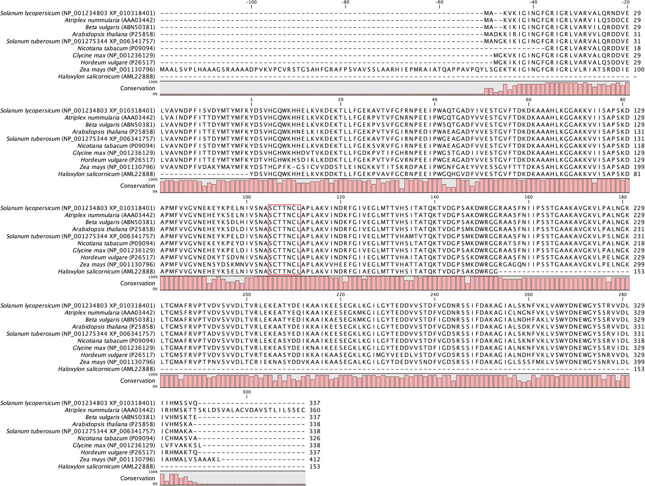 ClustalW alignment of GAPDH460 deduced amino acid sequence from H. salicornicum against selected GAPDH sequences from other species. Gaps have been introduced to permit alignment. The graphic indicates to the degree of conservation between aligned sequences estimated by the tall of column. The red box indicates GAPDH family signature. Species with the GenBank accession numbers are indicated between parentheses.