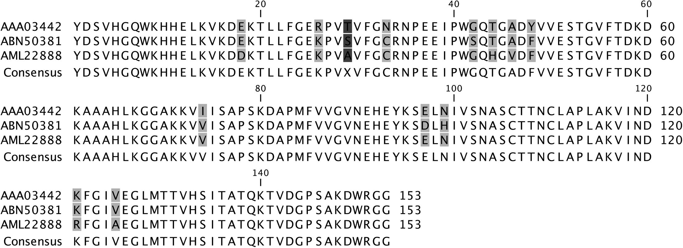 Alignment of GAPDH460 deduced amino acid with corresponding regions in the protein coding sequences of the Amaranthaceae species Old Man Saltbush and Red Beet. Light gray shaded residues indicate synonymous substitutions. Dark gray shaded residue indicates the only nonsynonymous substitution. Proteins accession numbers AAA03442 is Atriplex nummularia (Old Man Saltbush), ABN50381 is Beta vulgaris subsp. vulgaris (Red Beet), and AML22888 is the deduced amino acid from Haloxylon salicornicum obtained in this study.