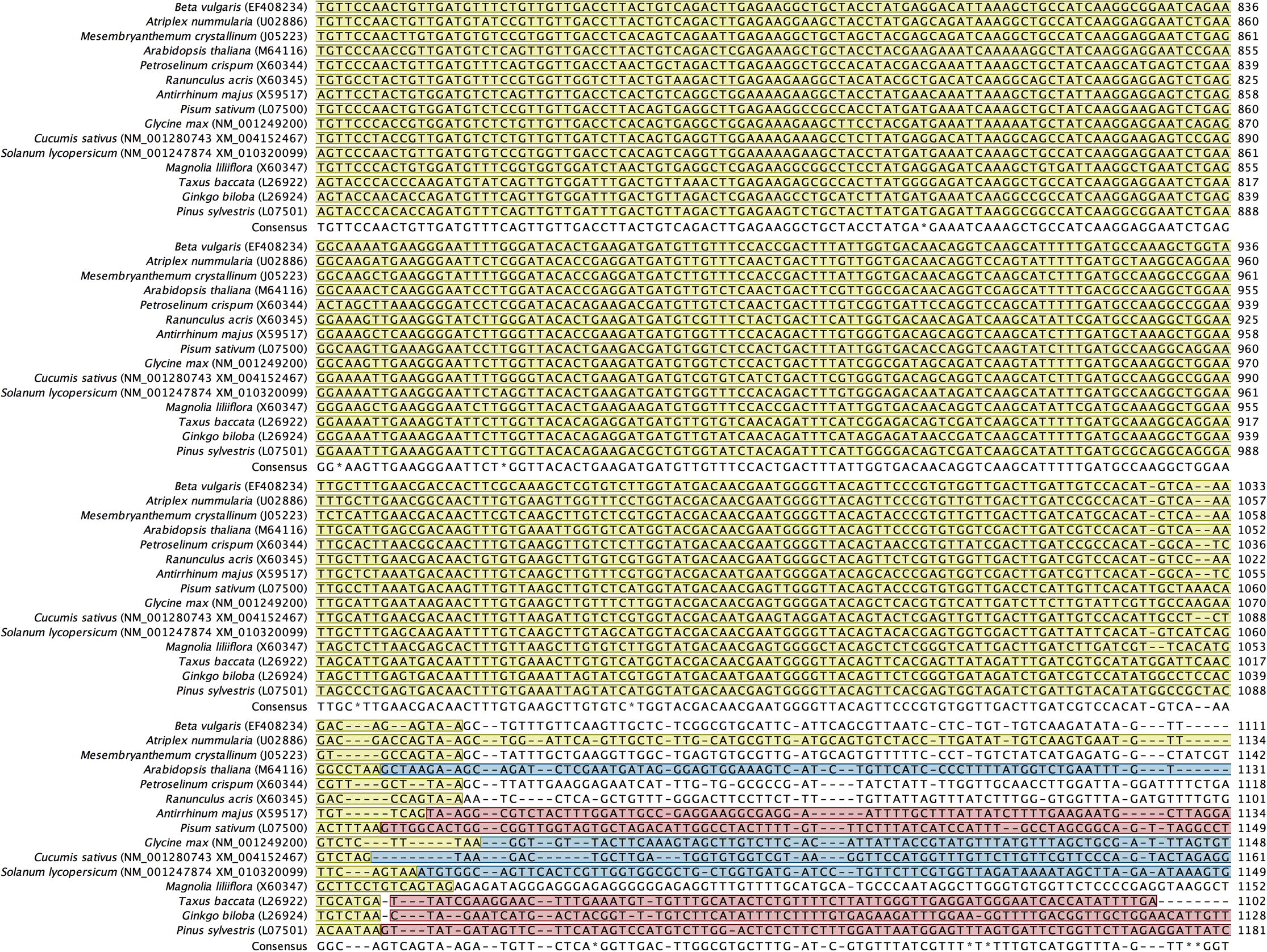 Alignment of back-translated DNA sequences of homologous orthologs GAPDH protein coding regions. Alignments were generated using ClustalW. Gaps have been introduced to permit alignment. Coding sequences are highlighted with light brown color. Blue highlighted sequences indicate the remaining part of each gene, and purple highlighted sequences indicate the 5′ and 3′ end sequences. Species included in the alignment and their accession numbers (between brackets) are shown beside each corresponding sequence.