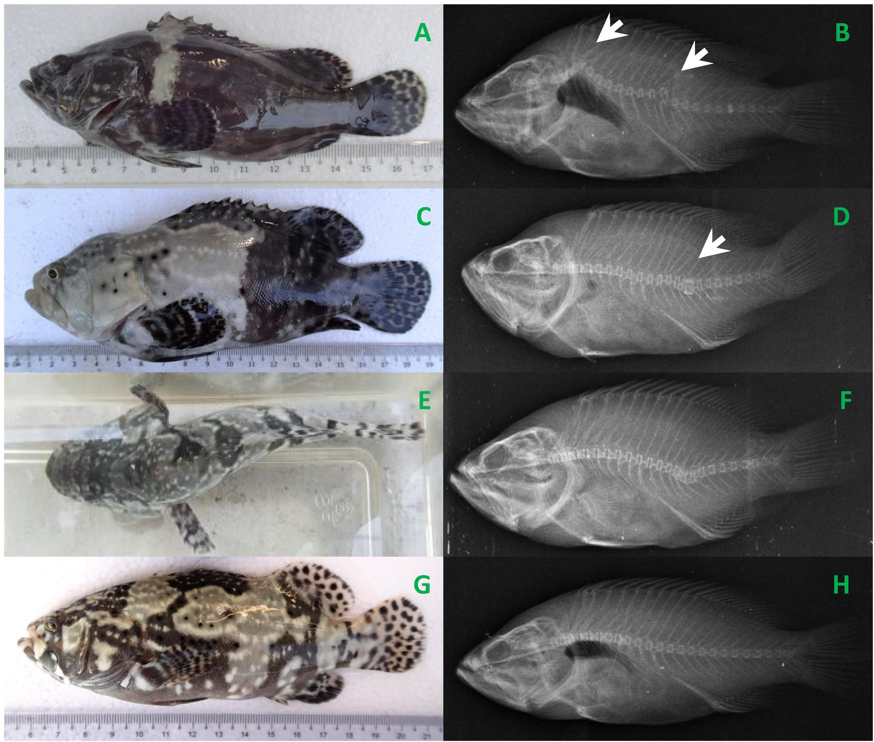 Photos of deformed and healthy fish. A. Fish exhibited dark skin colour and suffered from kyphosis. B. X-ray image of the fish suffered from kyphosis. Arrow heads point the affected areas. C. Fish exhibited half-black skin colour and suffered from fused vertebrae. D. X-ray image of the fish suffered from fused vertebrae. Arrow head points the affected area. E. Fish develops a permanent S-shape even when at rest. F. X-ray image of fish suffered from scoliosis. Arrow head points the affected area. G. Healthy fish. H.X-ray image of normal fish skeletal.