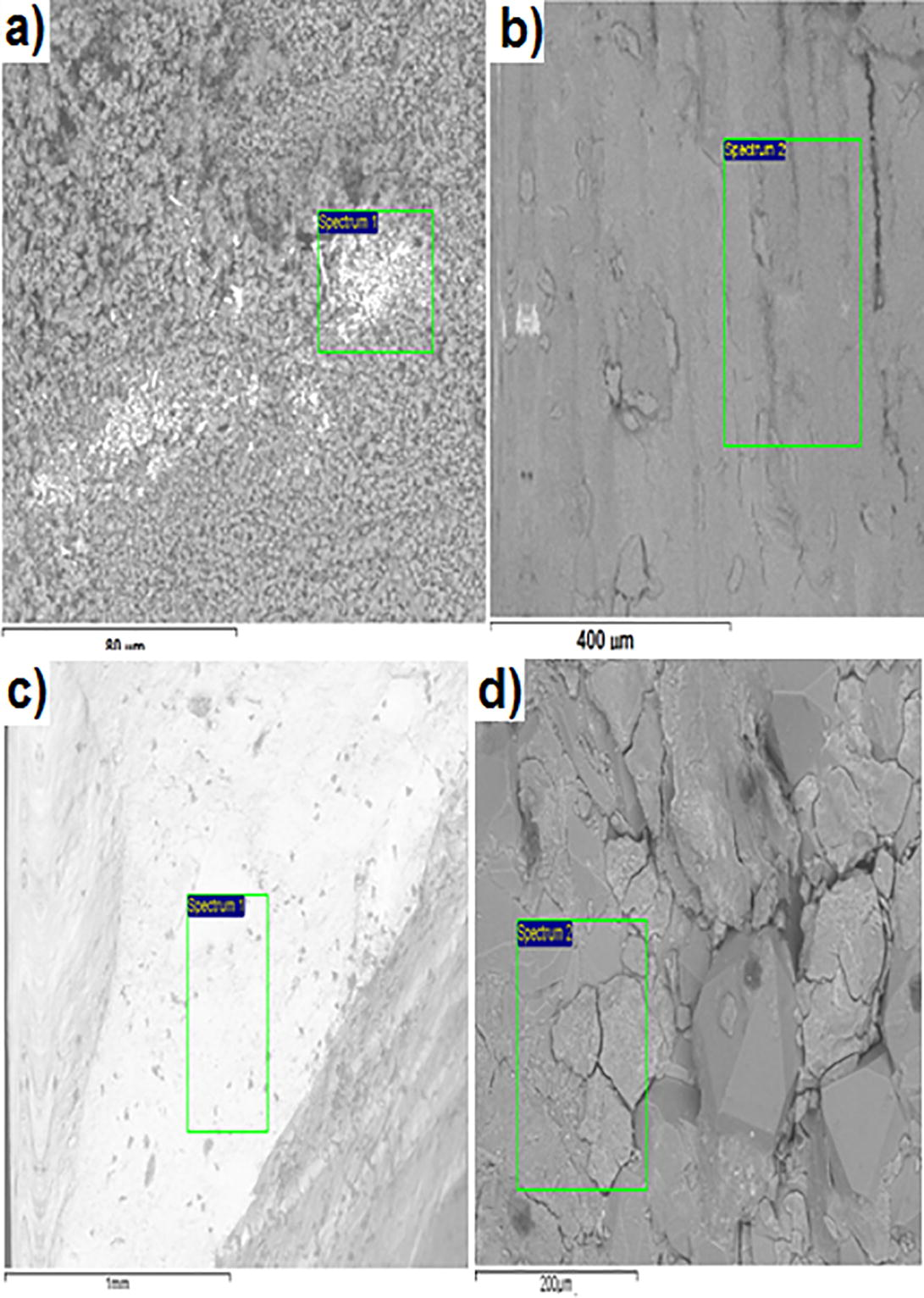 The SEM images of the following four trunk fossil samples: (a) fossil A, (b) fossil B, (c) fossil C, (d) fossil D (shown on the text), which demonstrated the locations where the EDS spectra were performed.