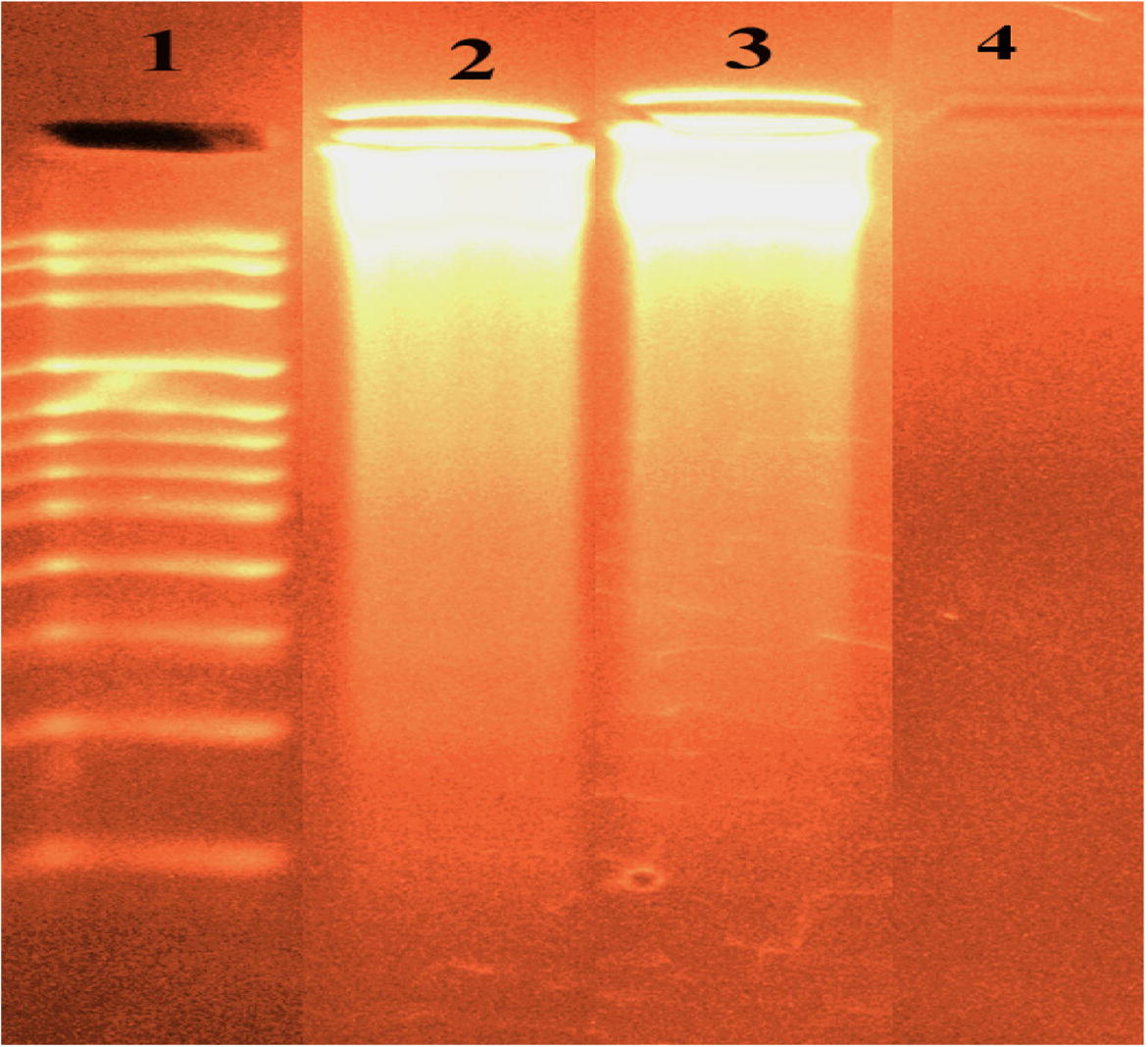 DNA binding results of the tested imine metal chelates based on gel electrophoresis. Lane 1: DNA Ladder, lane 2: ESPNV + DNA, lane 3: ESPNMn + DNA, lane4: ESPNV complex.