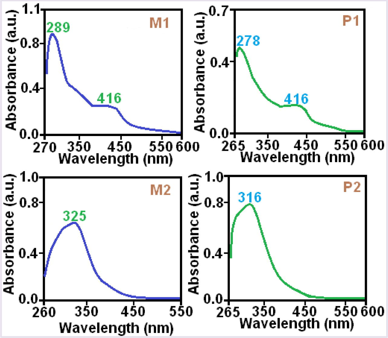 Absorption spectra of M1, M2, P1 and P2 compounds.