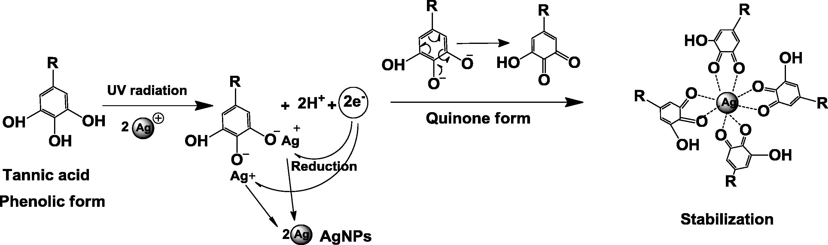 The possible reaction of the synthesis of silver nanoparticles using tannic acid acting as a reducing agent and a stabilizer with the assistance of UV radiation.