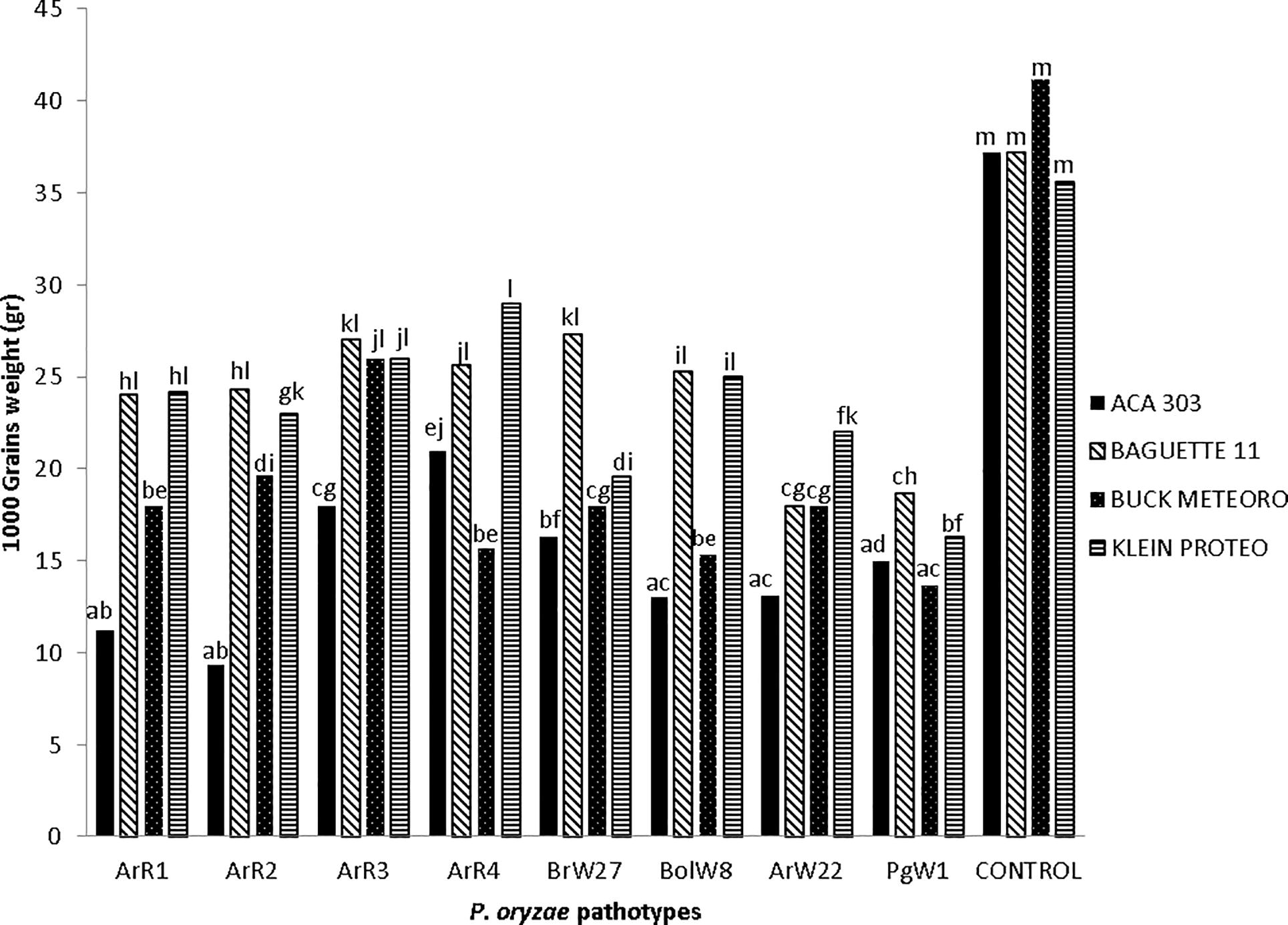 1000-Grains weight of four wheat cvs inoculated with eight isolates of Pyricularia oryzae different pathotype.