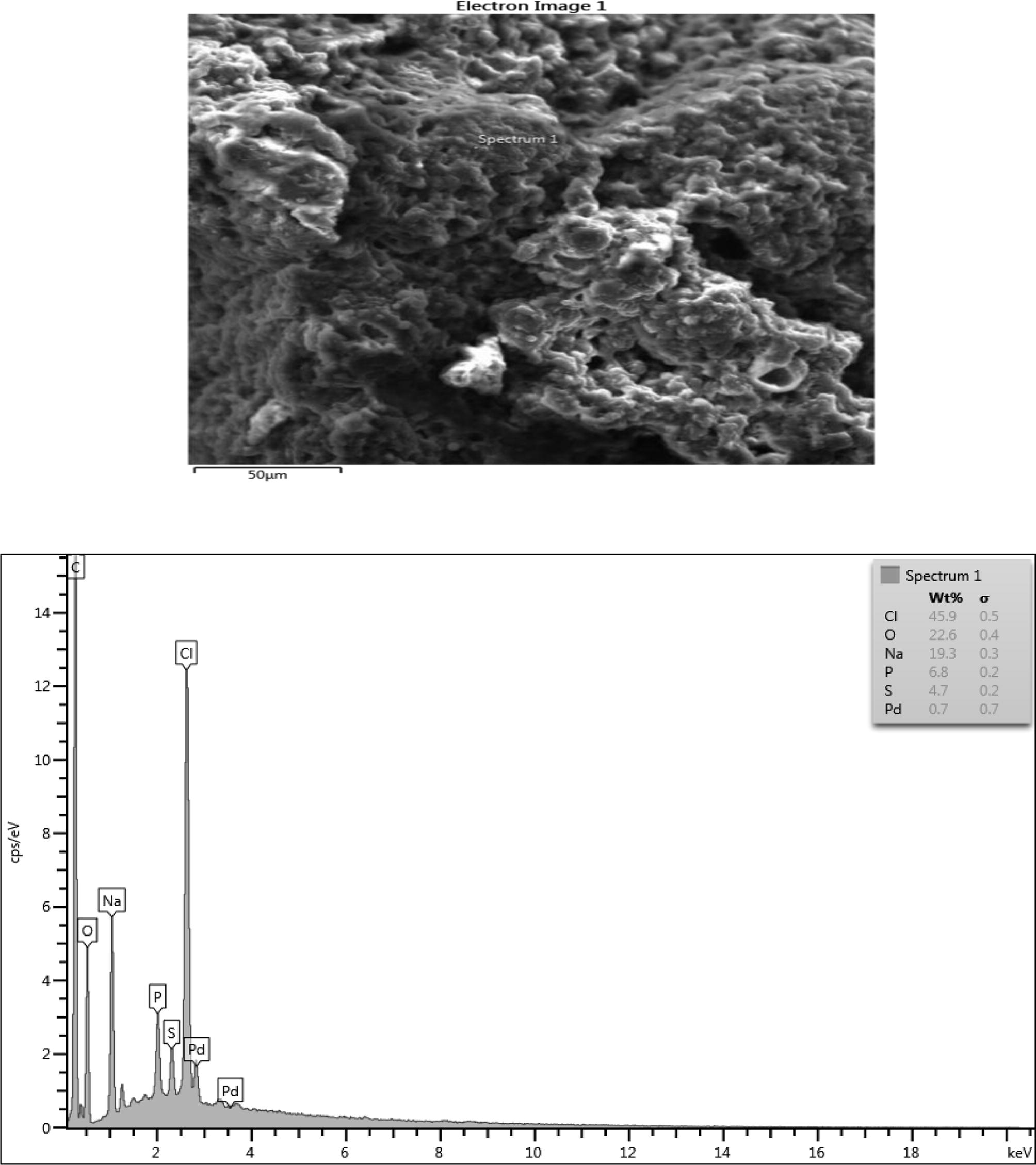 Microstructure, surface morphology and chemical composition of PHA from Lactobacillus species.