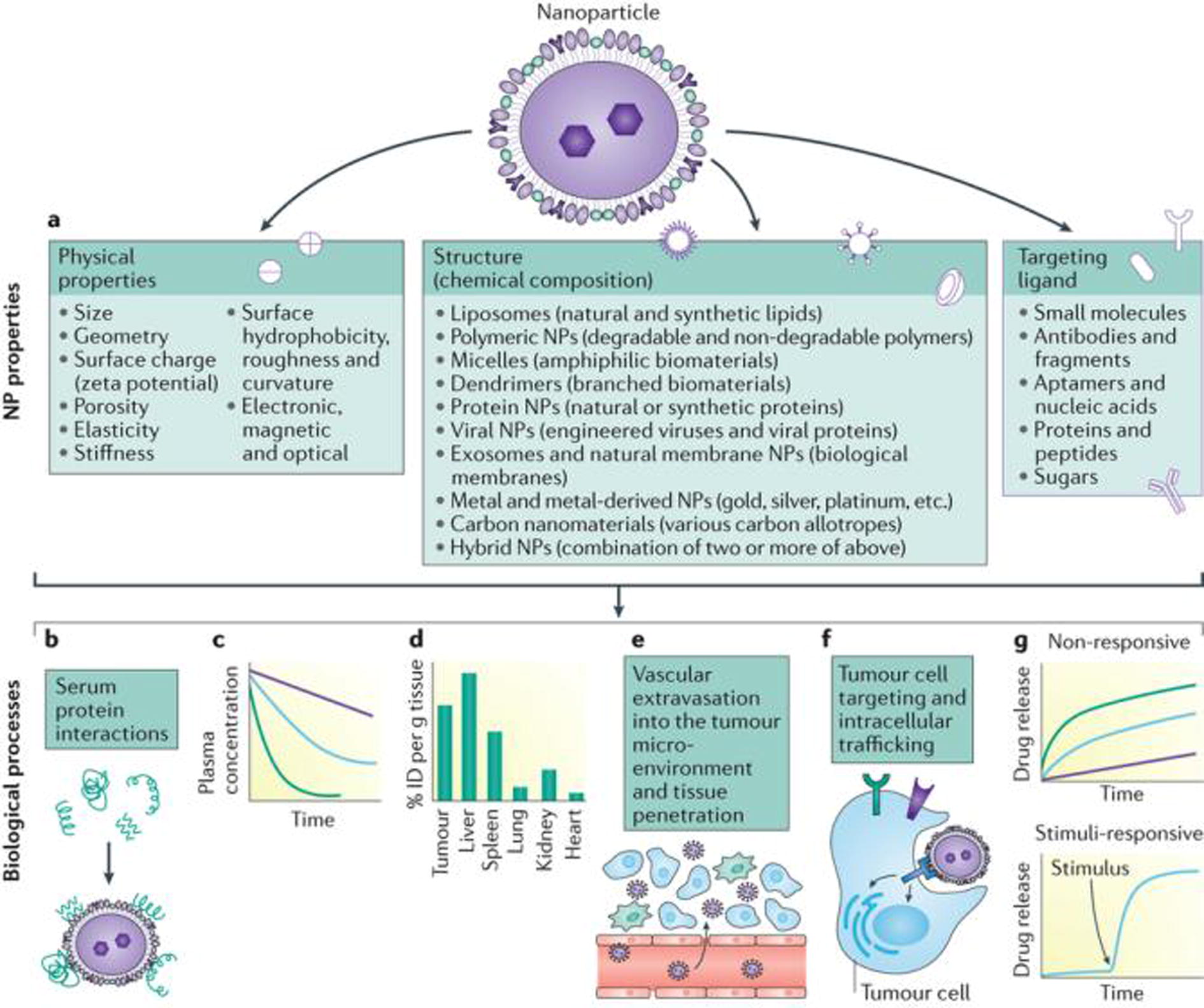 Nanoparticles (NPs) from different materials can have different physicochemical properties and can be modified with ligands of different surface density (part a). NP properties affect the biological processes involved in the delivery to tumour tissues, including interactions with serum proteins (part b), blood circulation (part c), biodistribution (part d), extravasation to perivascular tumour microenvironment through the leaky tumour vessels and penetration within the tumour tissue (part e), and tumour cell targeting and intracellular trafficking (part f). NPs can also be designed to control the release profile of payloads (part g). ID, injected dose (Shi et al., 2017) .