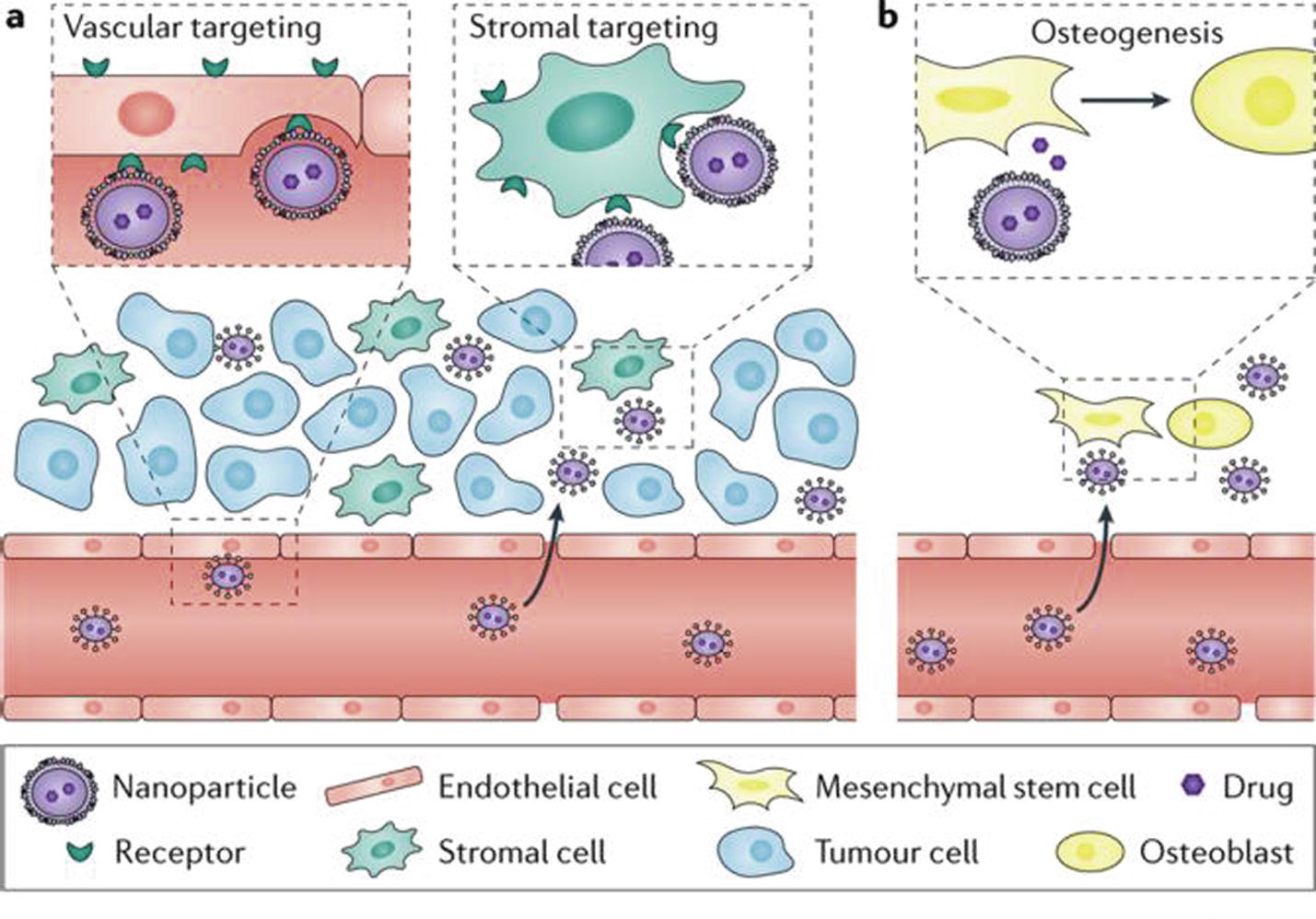 Targeting of the tumour vasculature or stromal cells in the tumour microenvironment (part a) and the premetastatic microenvironments such as the bone marrow niche, where induction of the osteogenic differentiation of mesenchymal stem cells enhances bone strength and volume (part b). Modification of NPs by ligands that bind to specific receptors allows Cell-specific targeting (Shi et al., 2017).