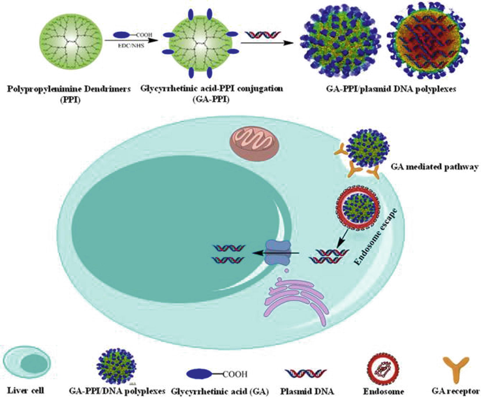 Schematic illustration for the targeted gene delivery of GA equipped PPI dendrimers (GA-PPI) (Cong et al., 2016).