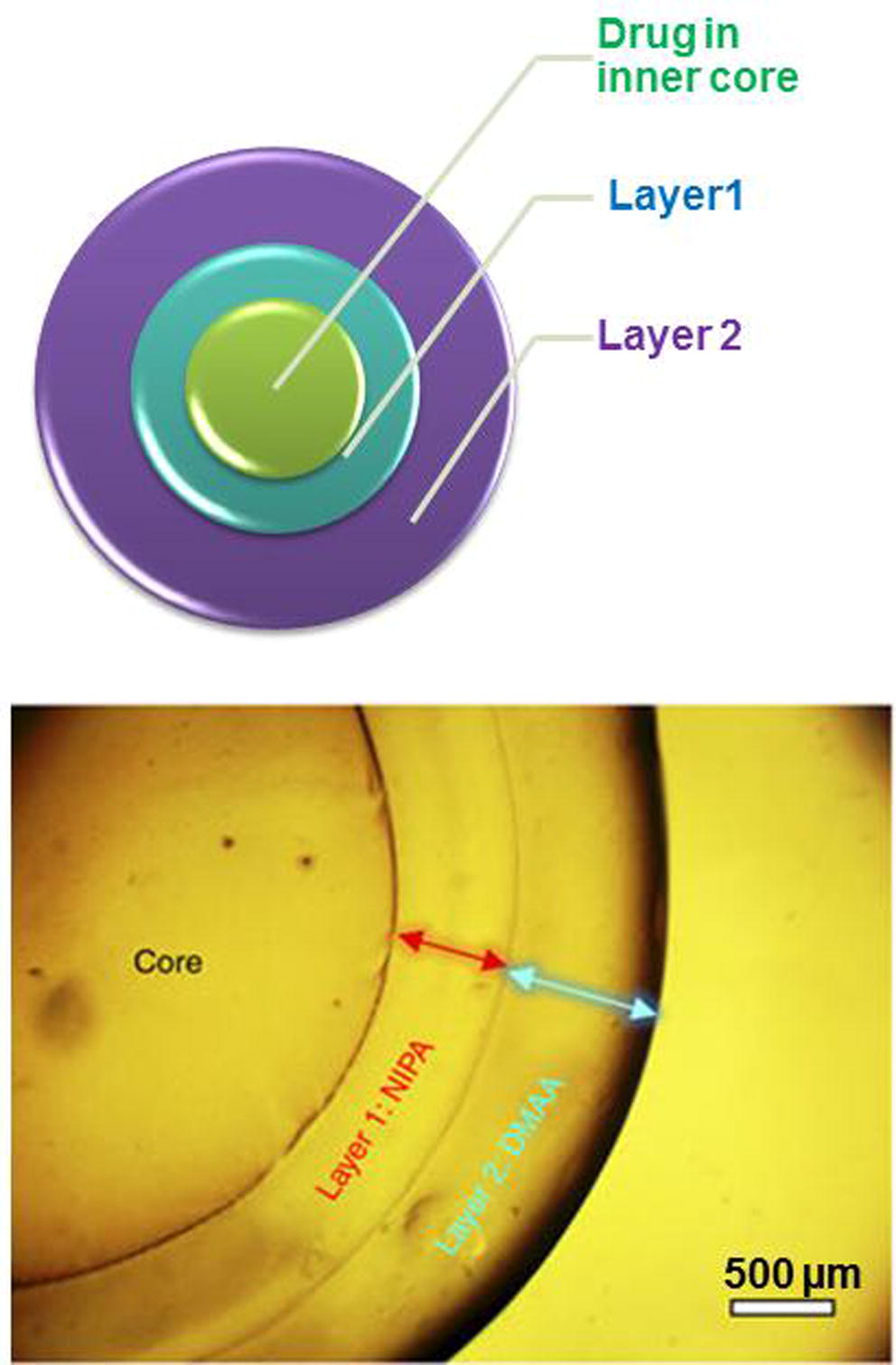 a) Scheme of drug loaded polymeric multilayer capsules (PLMCs); b) Example of real PLMCs: optical micrograph of a capsule with an alginate (Alg) core, a layer 1 of N-isopropylacrylamide (NIPA) and layer 2 of N,N′-dimethylacrylamide (DMAA). (Zarket and Raghavan, 2017).