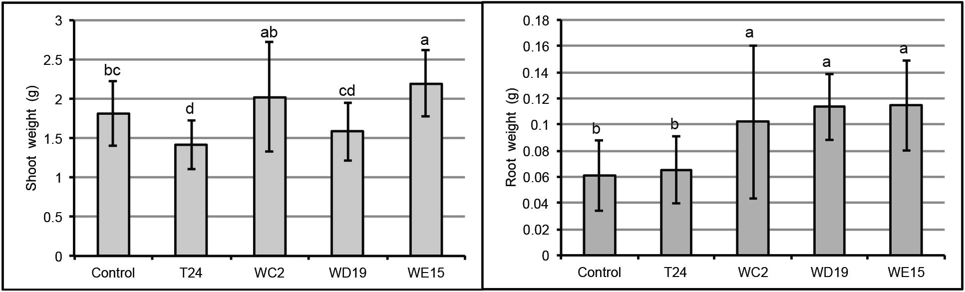 In vivo test of isolates for plant growth promotion in wastewater irrigated soil. Data shown are mean ± standard deviation of shoot weight (A) and root weight (B). Lowercase letters indicate significant difference (P < 0.01).