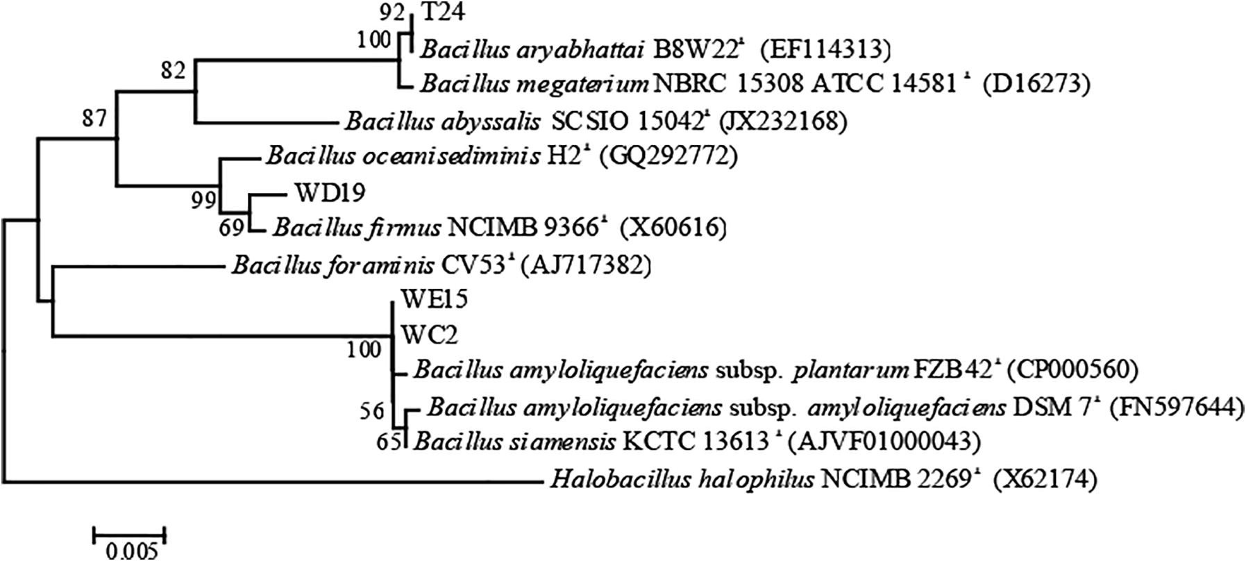 Phylogenetic tree based on 16S rRNA gene sequences showed T24, WD19, WE15, and WC2, all of which were related to the Bacillus species. The numbers represent the percentage from 1000 replicates bootstrap resampling (frequencies less than 50% are not shown).