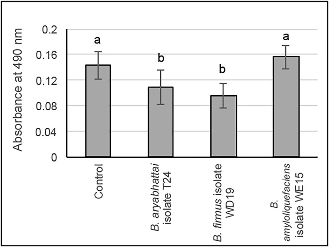 Iron ions reduction characteristic of the Bacillus spp. Data shown are mean ± standard deviation of absorbance of cell-free culture of the Bacillus spp. Lowercase letters indicate significant difference (P < 0.05).